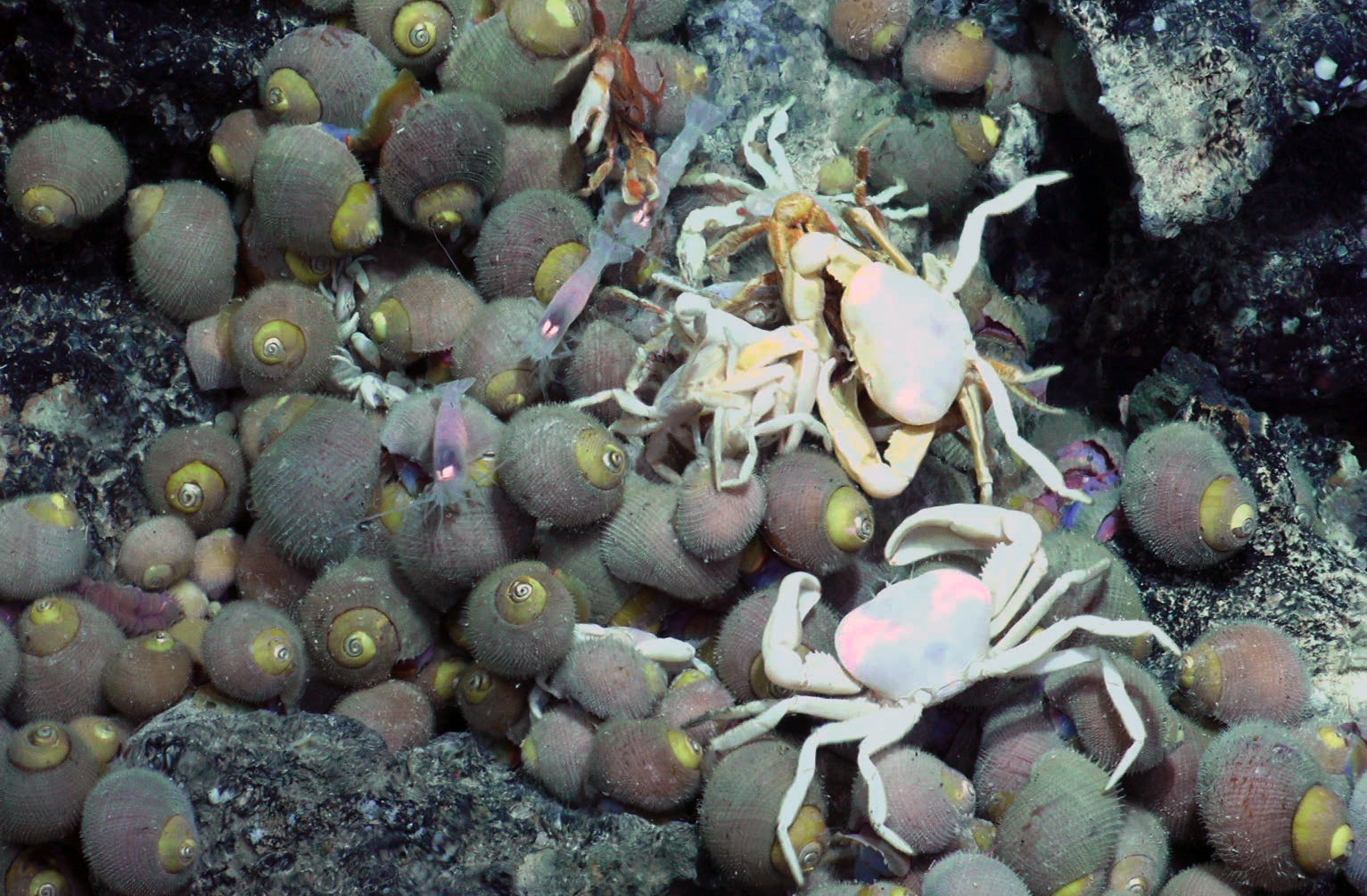 This species of the hairy snail was found at a depth of 3,900 metres in the western Pacific Ocean. (SOI)