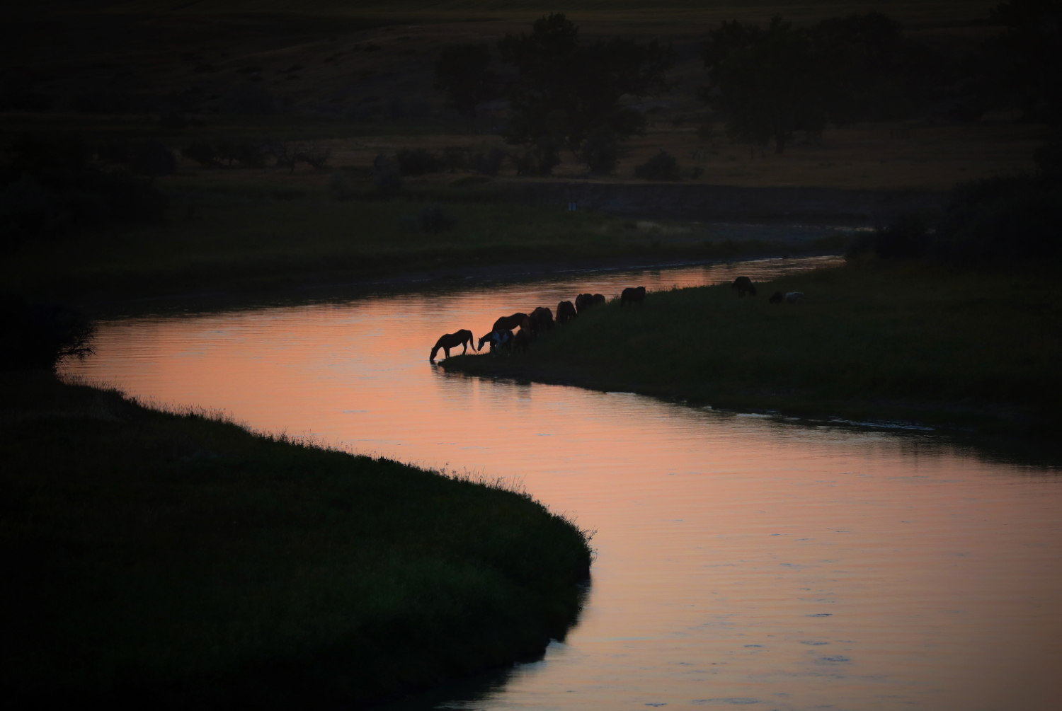 Horses cool down after a long day in the heat.