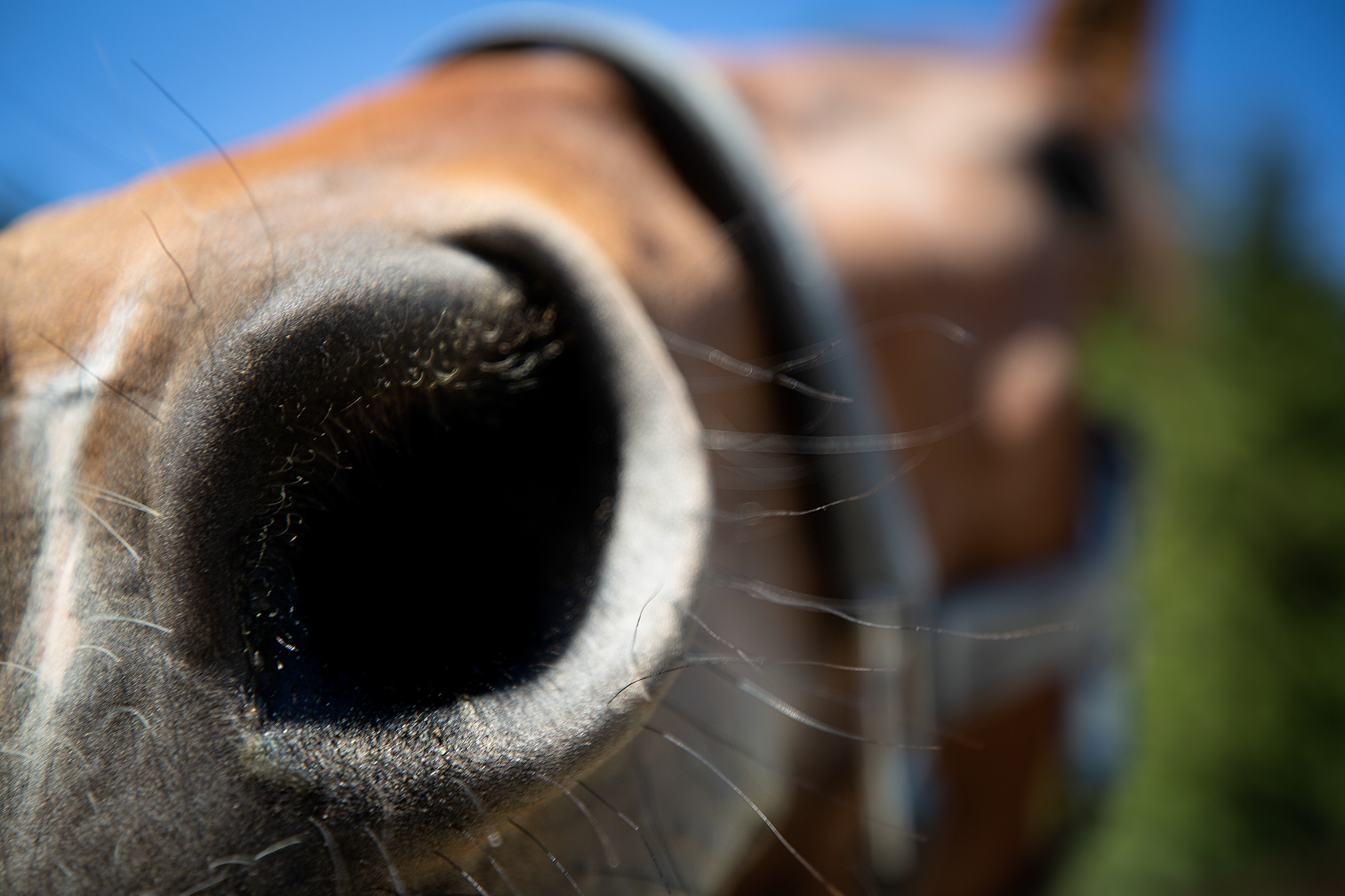 Josia, one of the Vancouver Police Department’s newest horses, is a thoroughbred/Percheron cross trained to be calm from a young age. Photographed in Vancouver on June 25, 2019. (Maggie MacPherson/CBC)