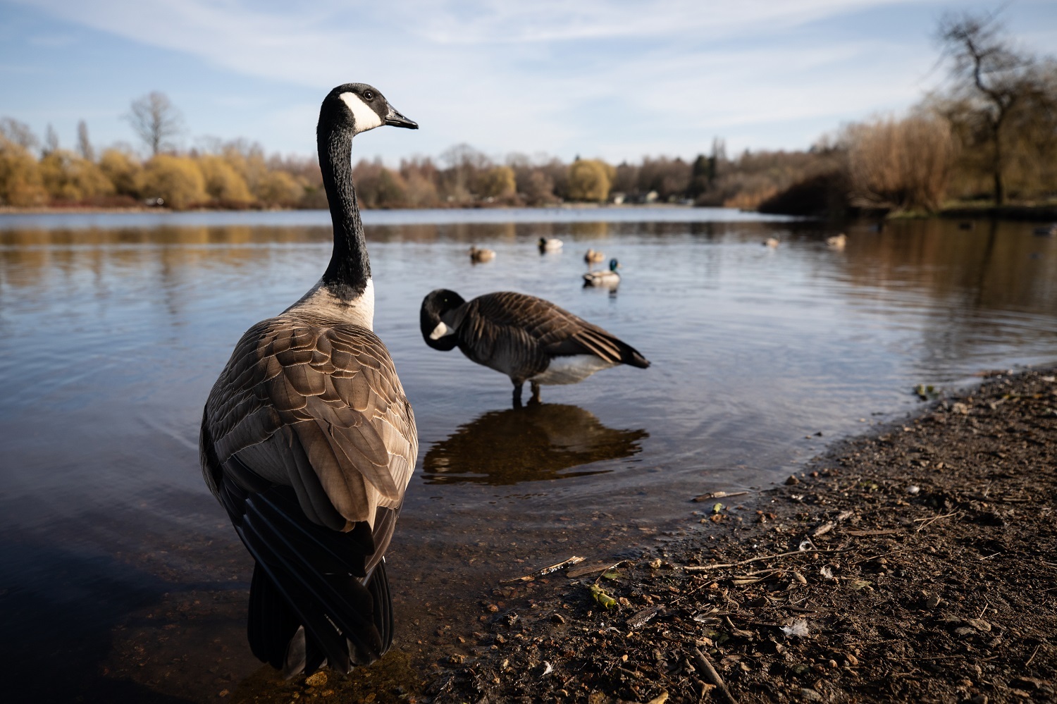 Canadian geese at Trout Lake in Vancouver on Thursday, March 19, 2020. (Maggie MacPherson/CBC)