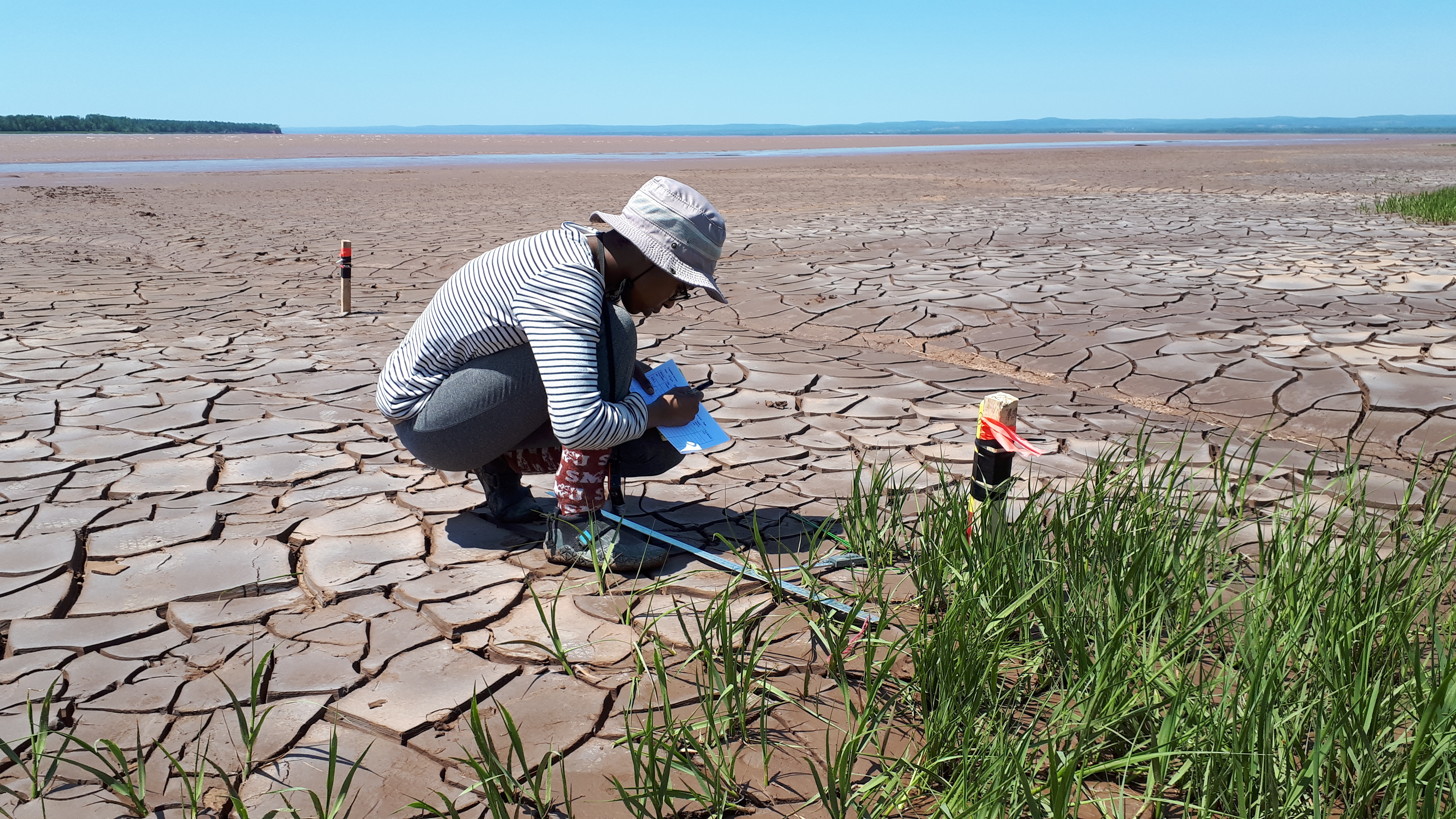 Student Makadunyiswe Ngulube works at the Converse Marsh site. (Danika Van Proosdij) 