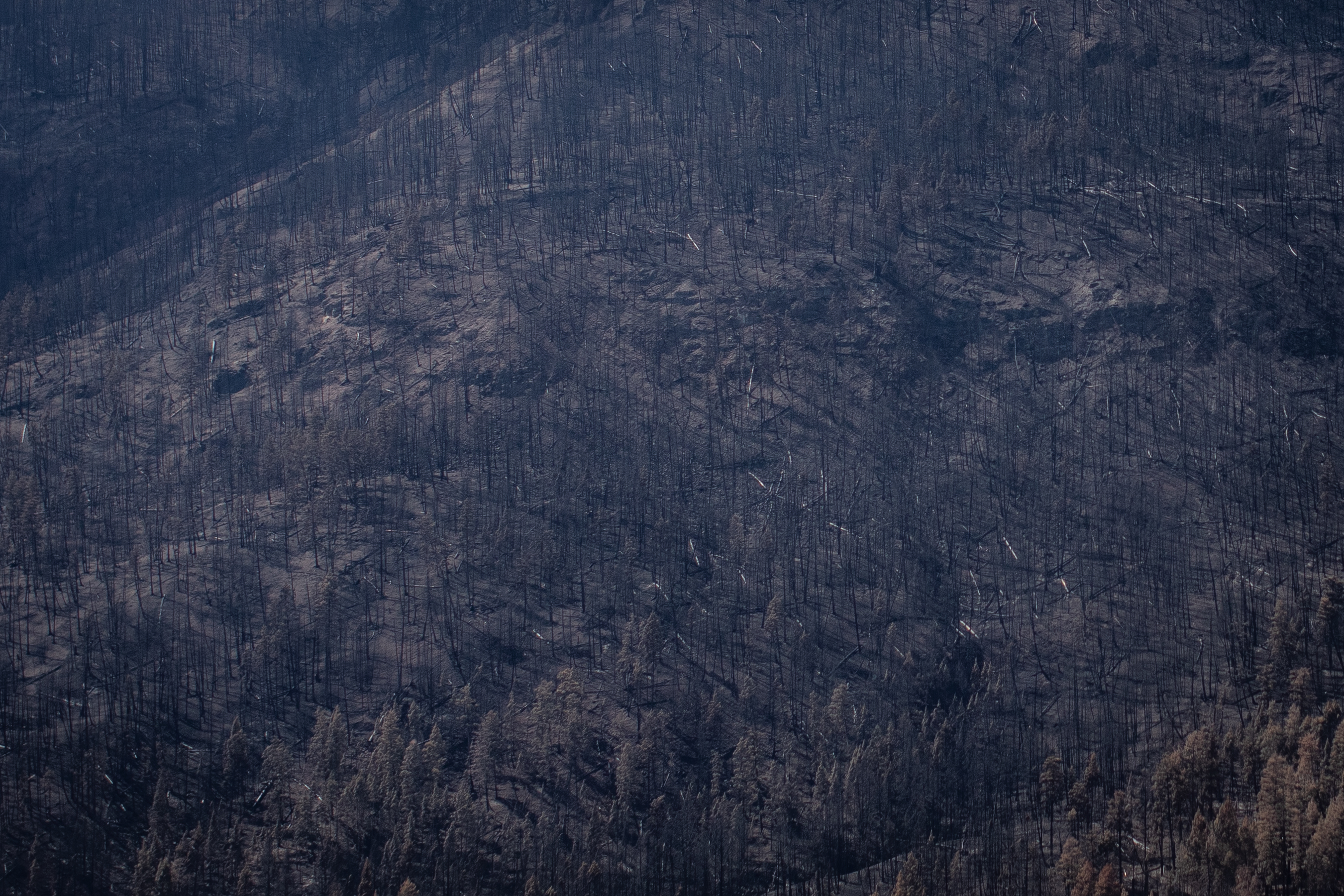 A burnt hillside near Monte Lake, B.C., on Sept. 1. (Maggie MacPherson/CBC)