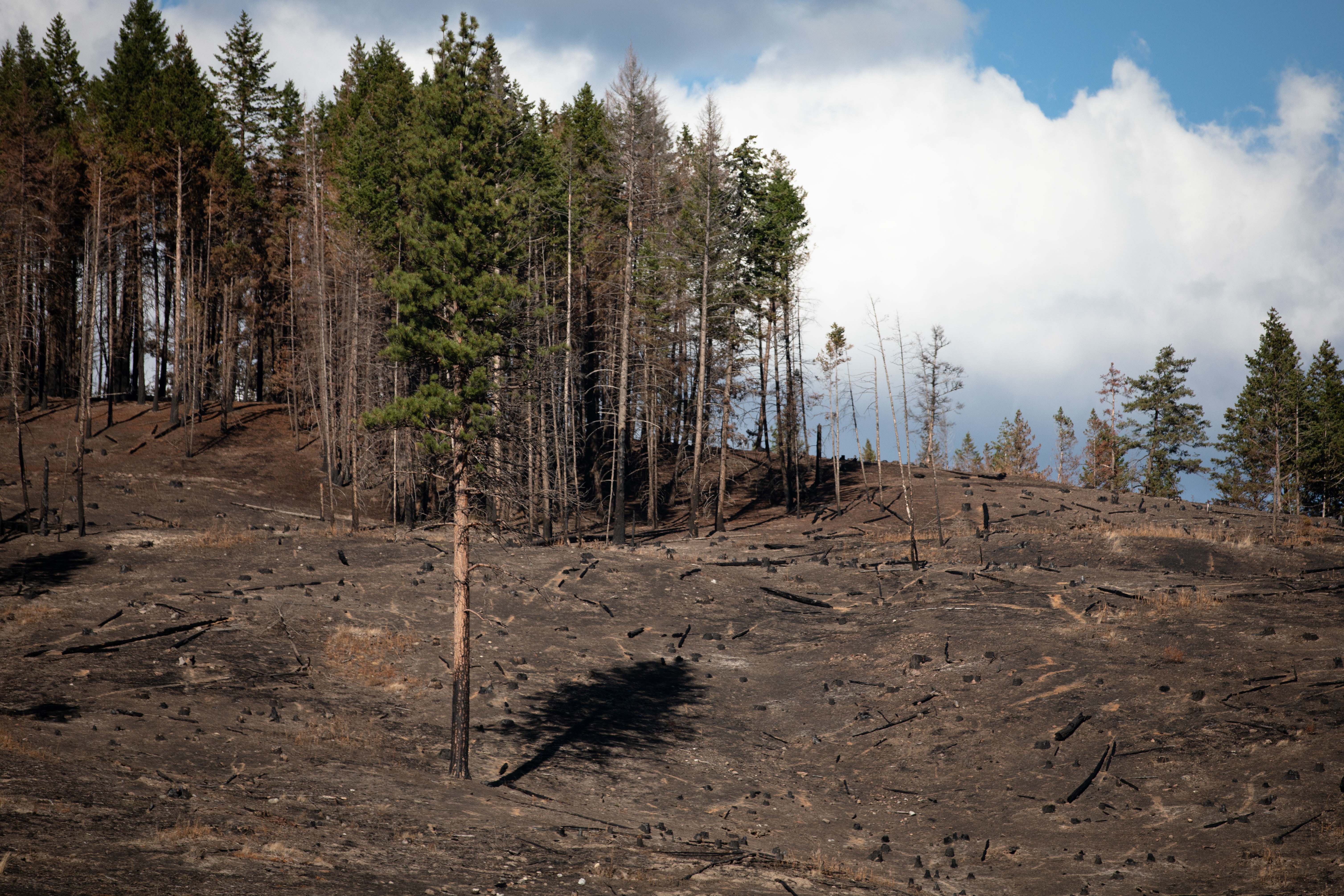 The shadow of a tree falls onto an empty forest floor on Sept. 2, nearly one month after the White Rock Lake wildfire passed through Monte Lake, B.C. (Maggie MacPherson/CBC)