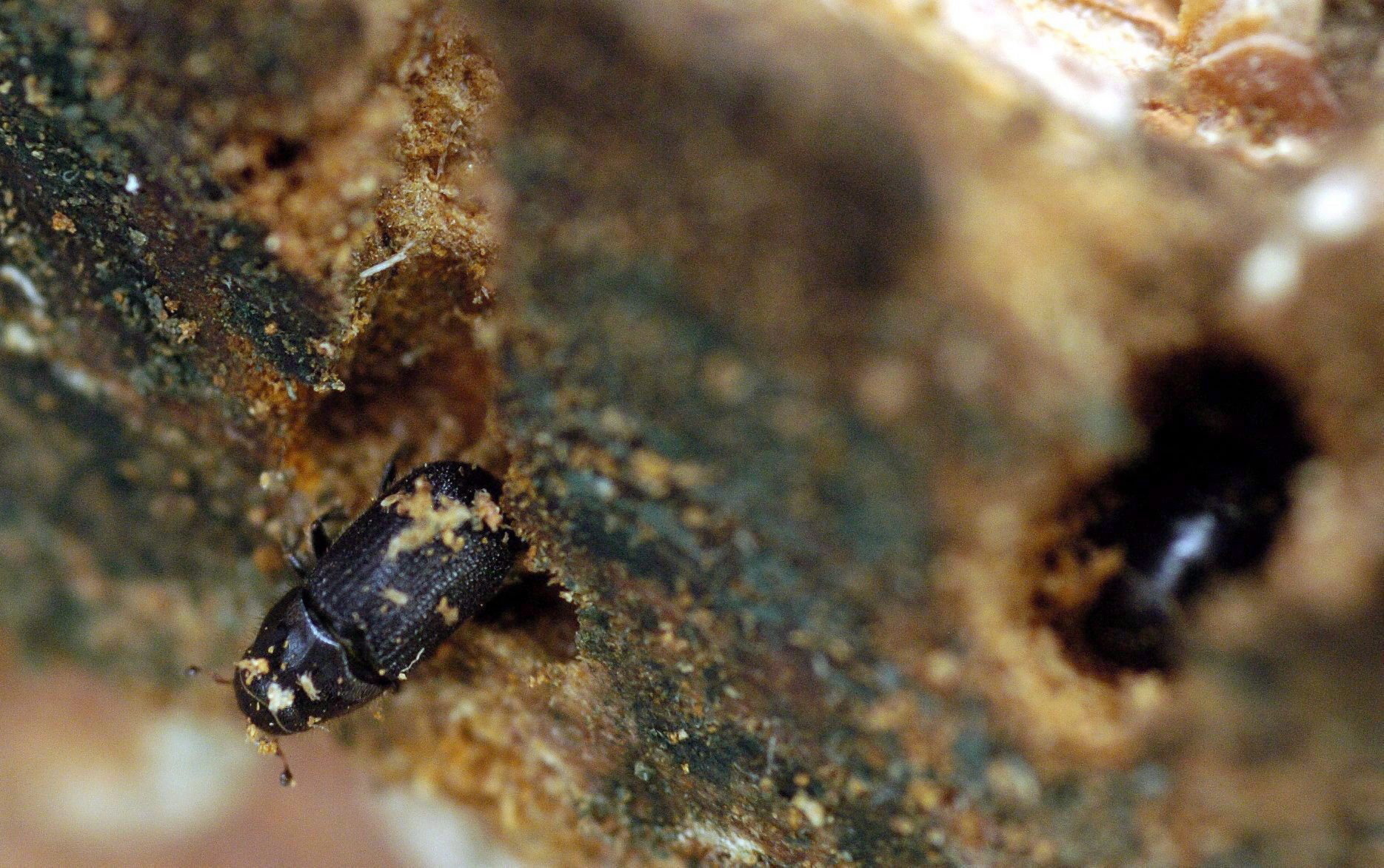 A mountain pine beetle crawls out of a ponderosa pine tree while another, right, remains in its hole. (Hunter McRae/The Canadian Press)