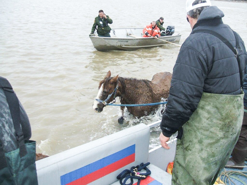 During the flood of '09, Clint Masse helped a neighbour relocate his horses after he couldn't take care of them any longer. (Submitted by Clint Masse)