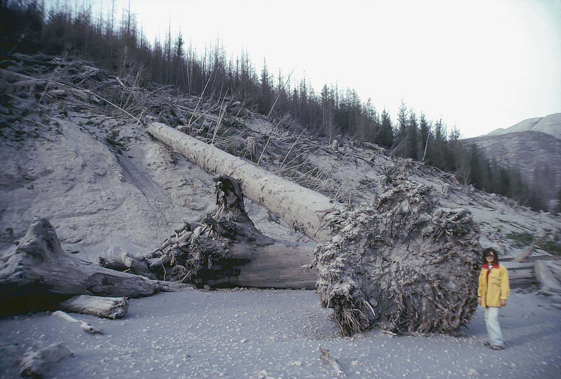 After the explosion, Catherine Hickson returned to the area to assess the damage, at one point standing next to a toppled Douglas fir tree. (Submitted by Catherine Hickson)