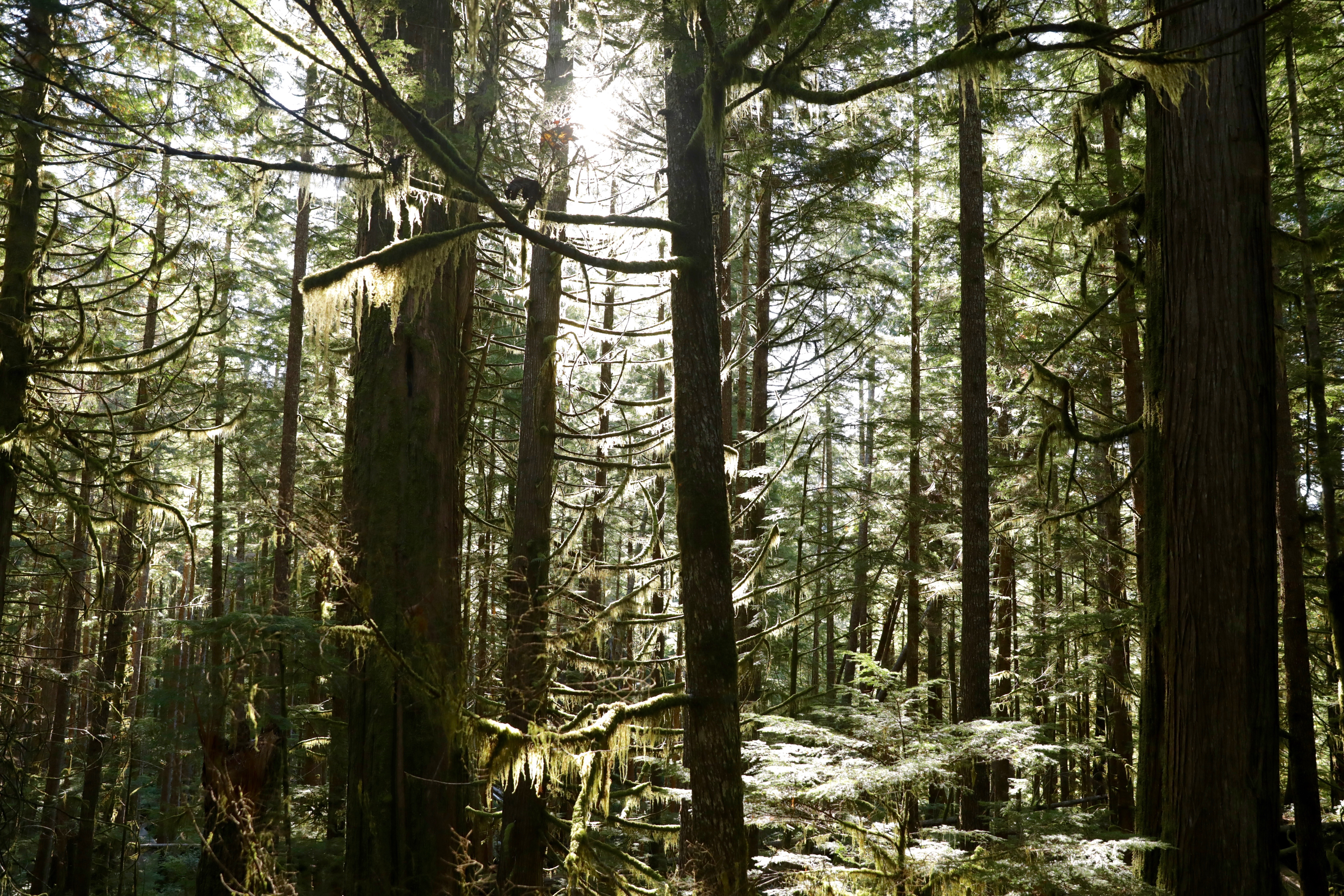 Light shines through the dense forest of Avatar Grove. (Chris Corday/CBC)