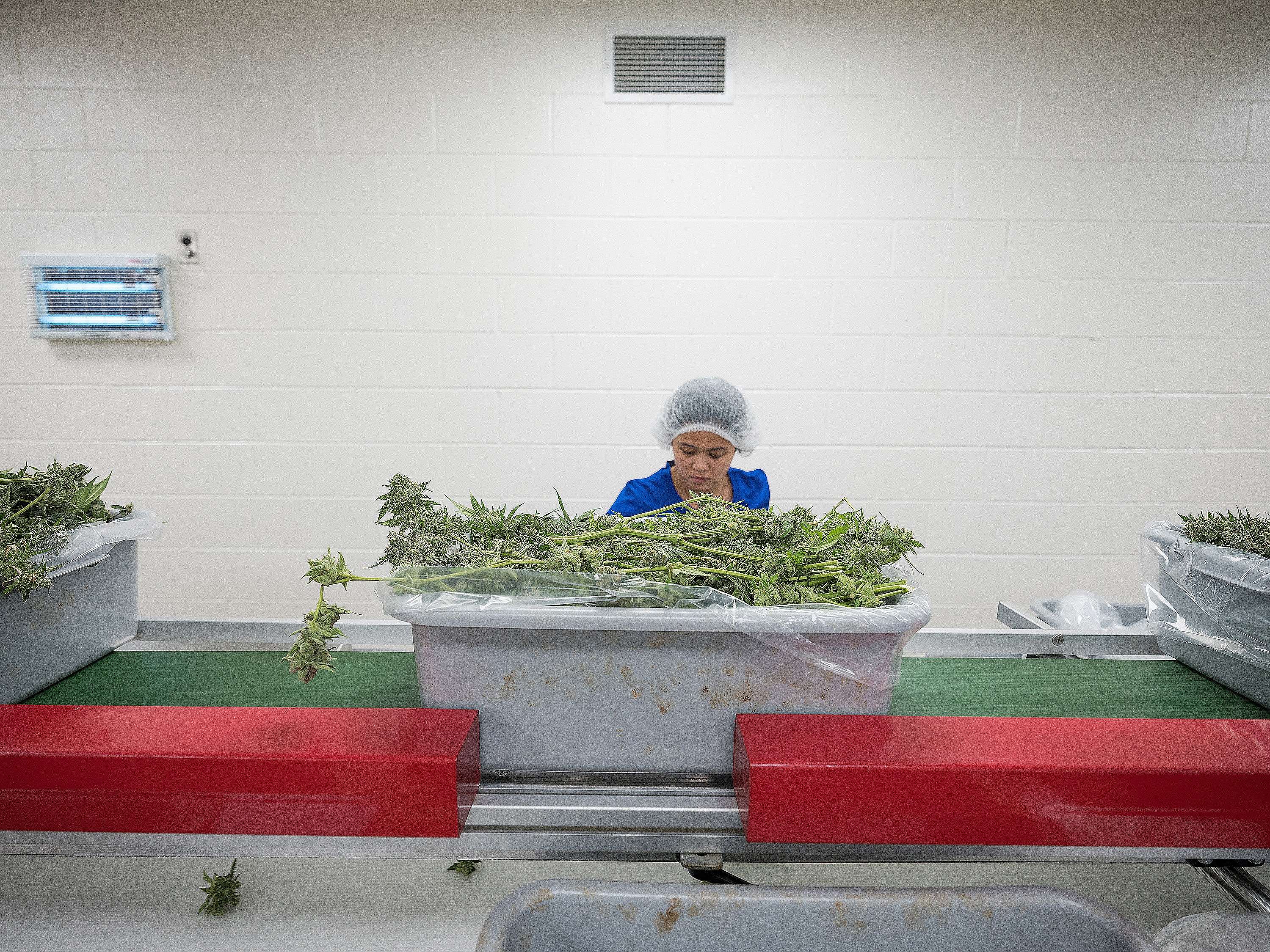 An Aphria worker strips leaves off cannabis stems in a clipping room at the company’s facility in Leamington, Ont. (Evan Mitsui/CBC)