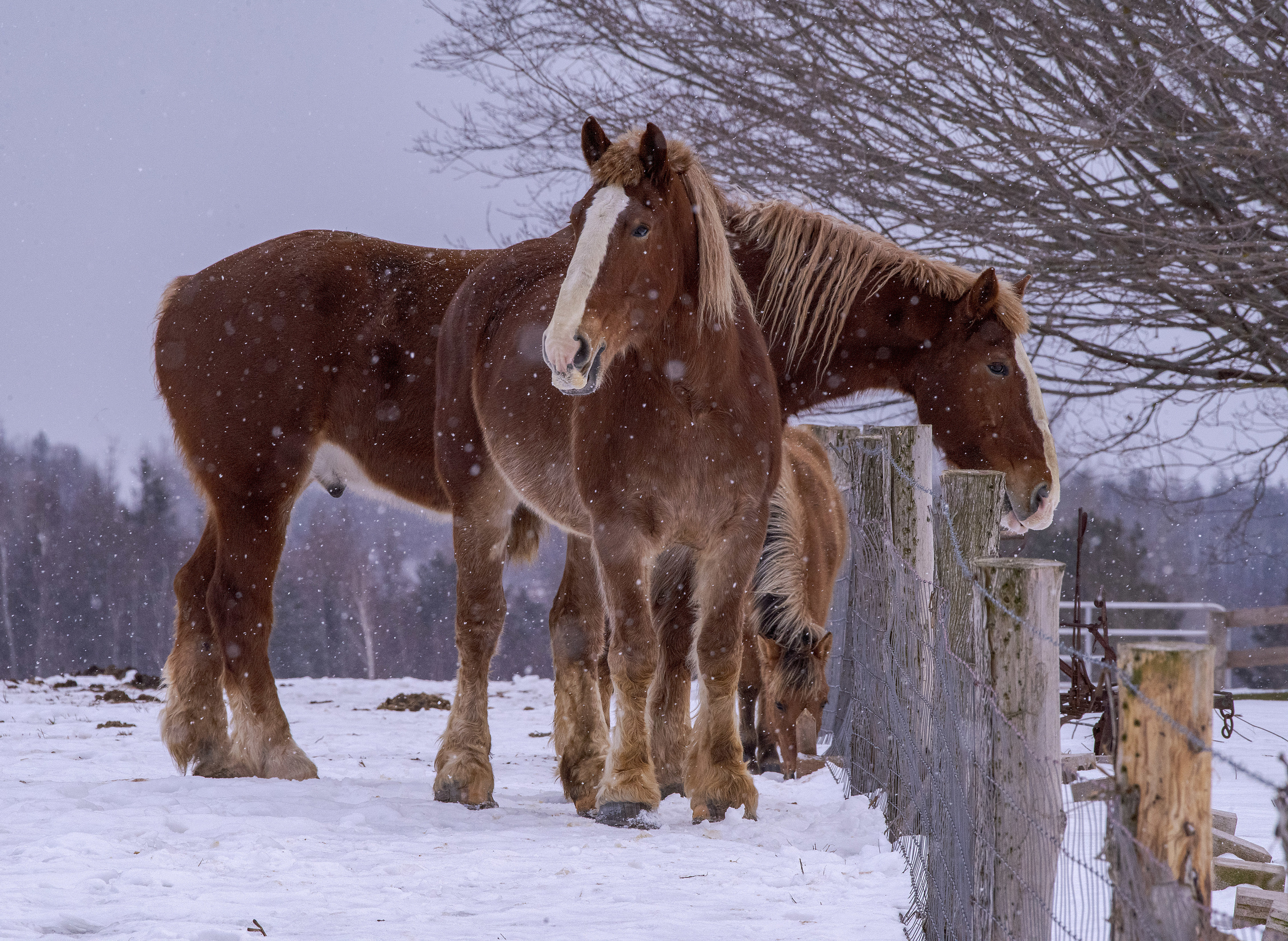 These beautiful Belgian horses photographed near New Perth have heavy, coarse hair to keep them warm and large hoofs to clear away the snow covering the grass when they are outside. Of course, unlike wild animals, they have a barn in which to seek shelter. (Brian McInnis/CBC)