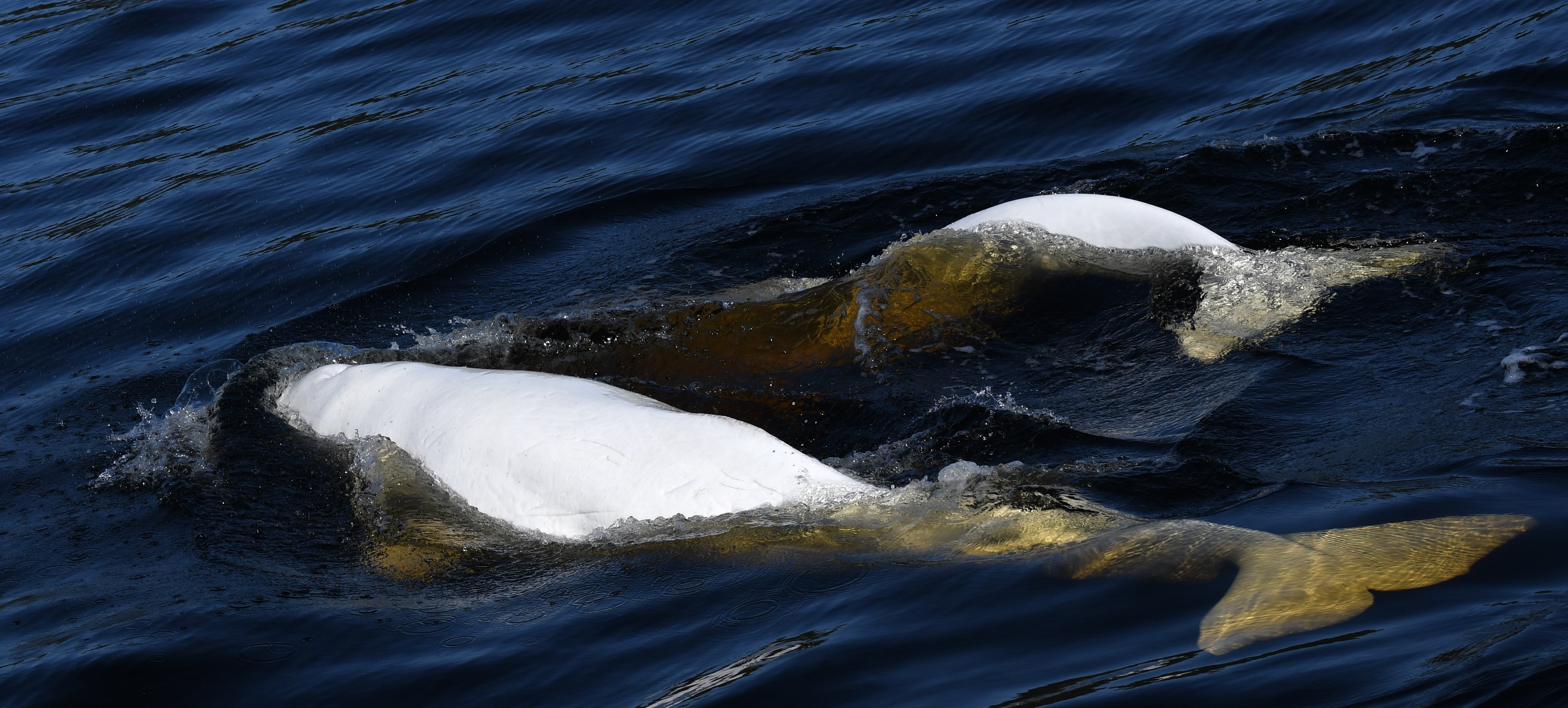 Belugas, an endangered species in the St. Lawrence River, swim up the Saguenay Fjord during the summer. (This image, taken with a special permit, was captured during a scientific mission, in collaboration with DFO and GREMM.)  