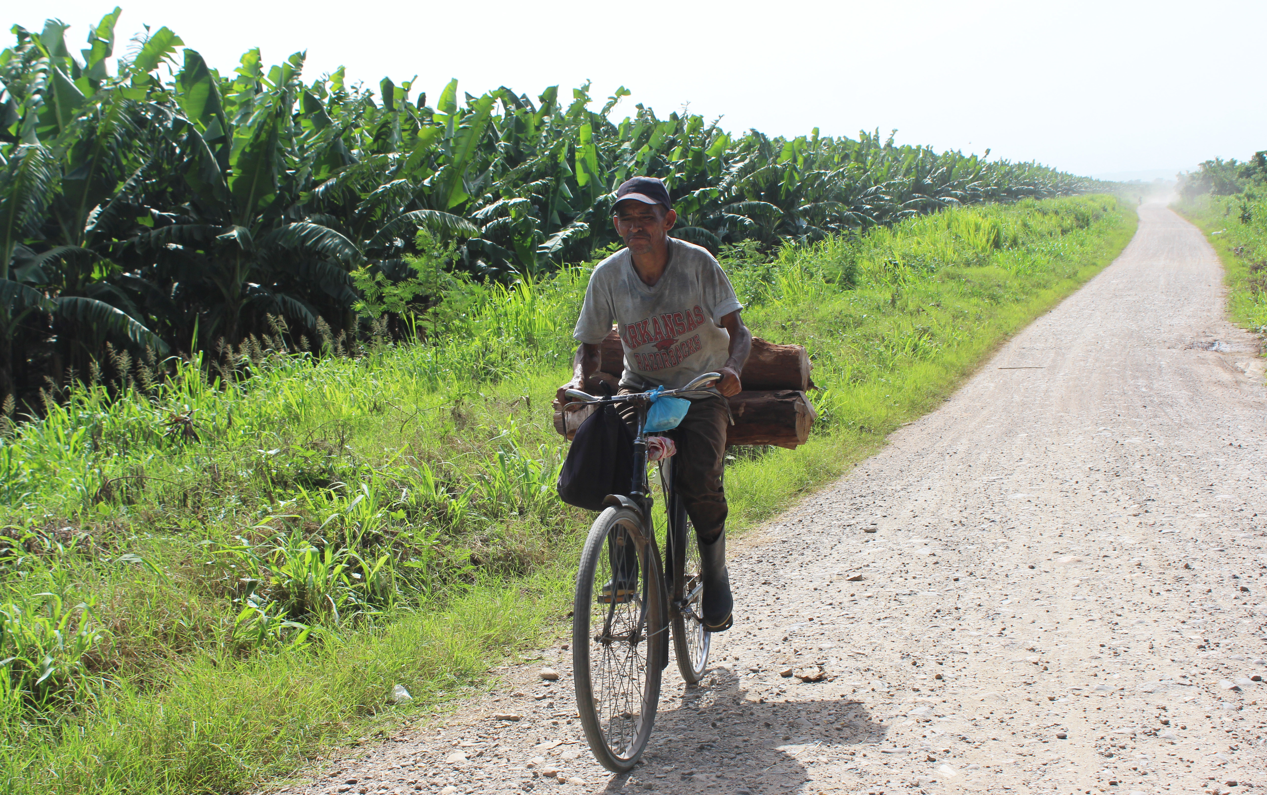 A man cycles past one of the few remaining banana plantations on Honduras's northern coast. (María José Burgos/CBC)