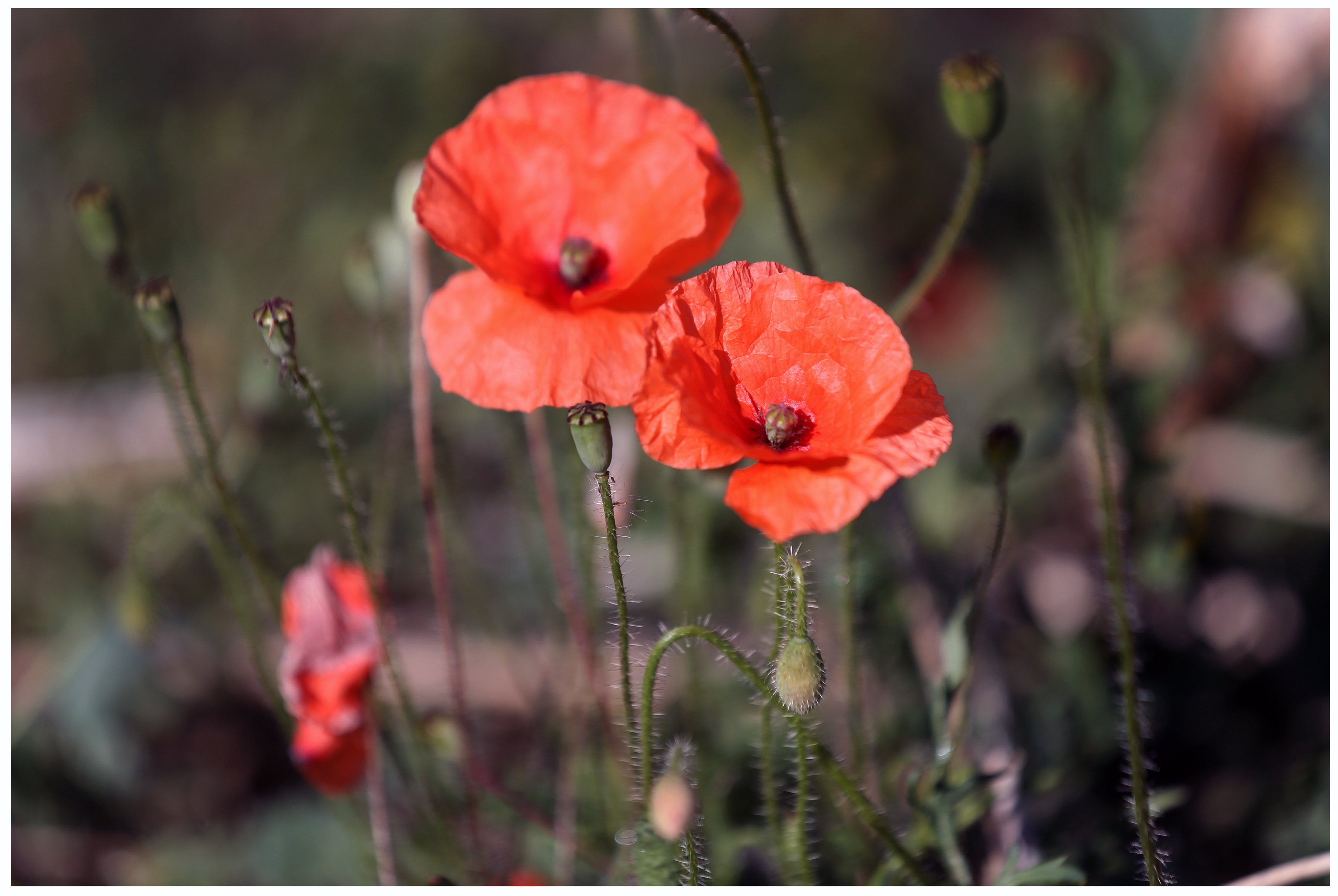 Wild poppies growing in France. The poppy quickly became a symbol of remembrance during the First World War. (Paul Daly)