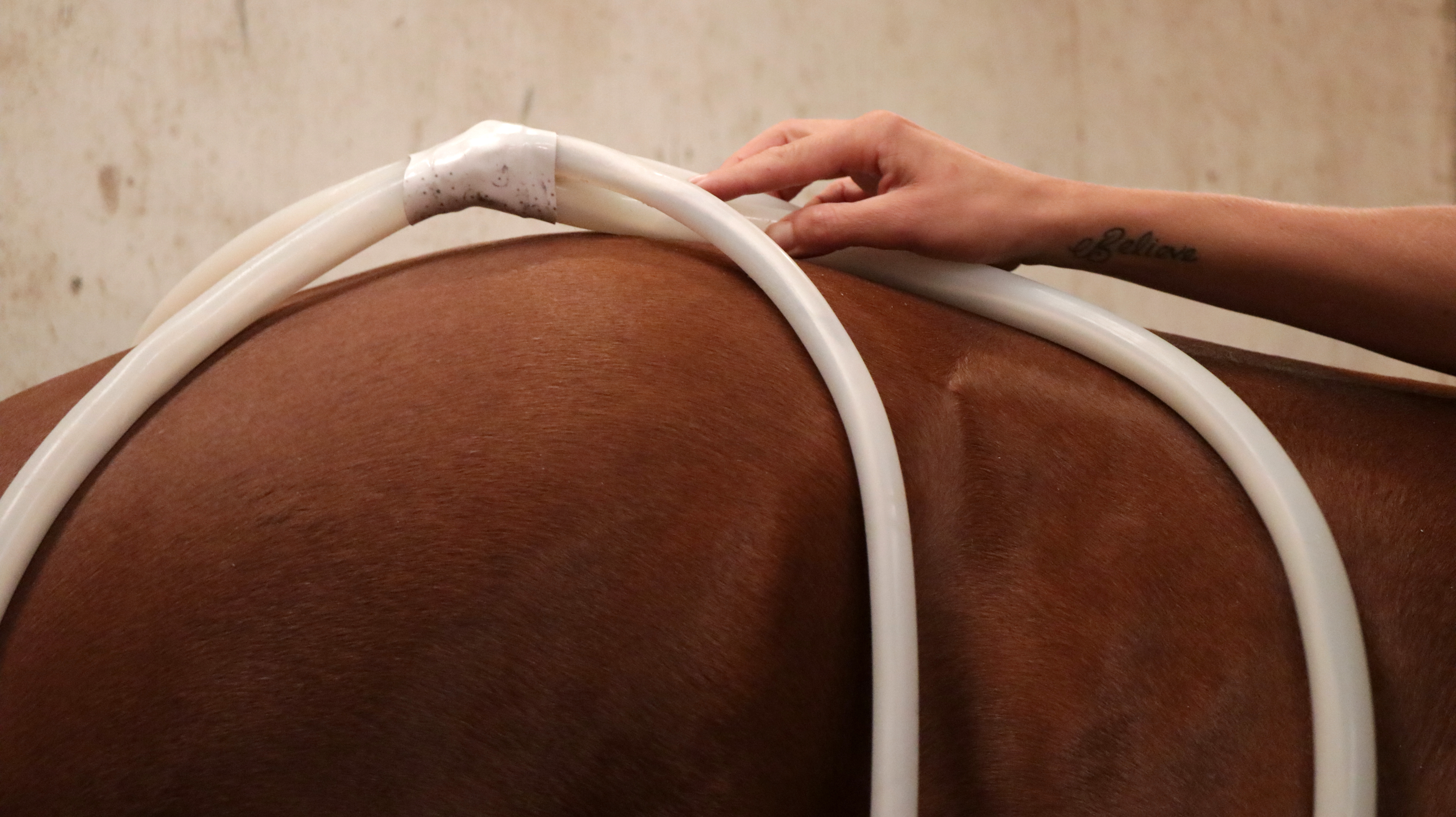 Pulse electro-magnetic therapy is said to work deep within a horse's muscles to increase blood flow and relieve tension. (Maryse Zeidler/CBC)