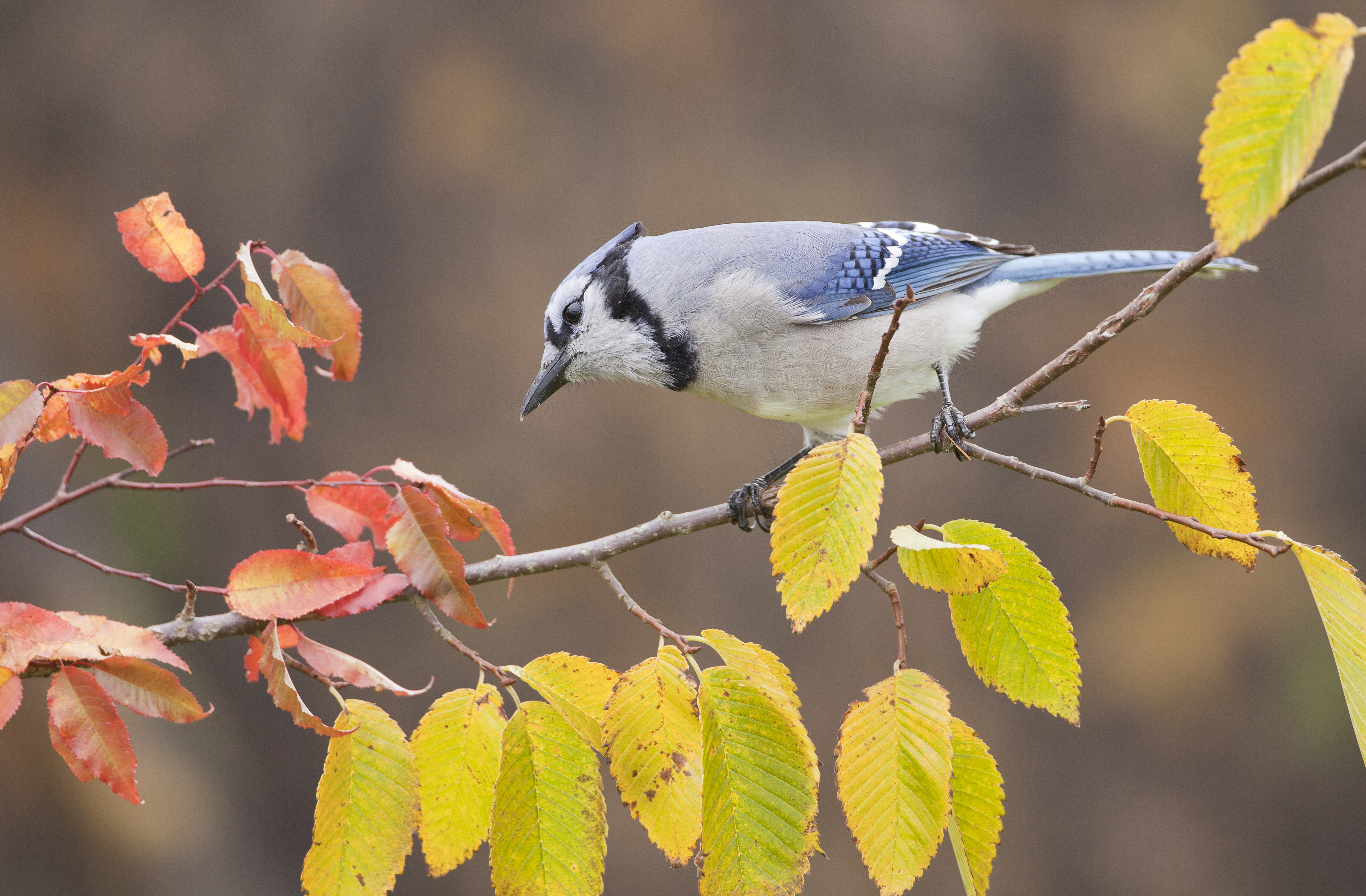 9 things to know about blue jays, P.E.I.'s provincial bird