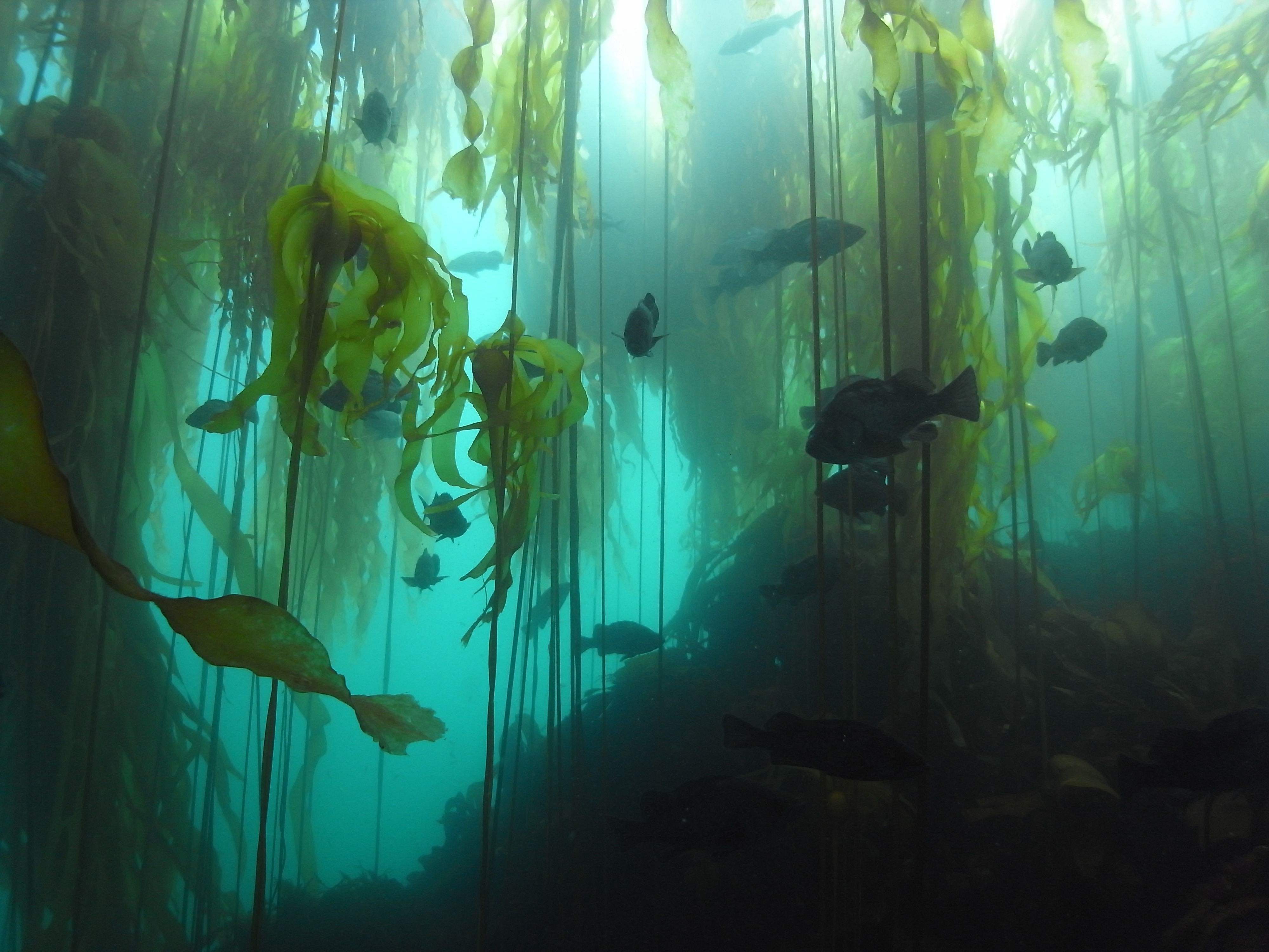 kelp forest sea otter