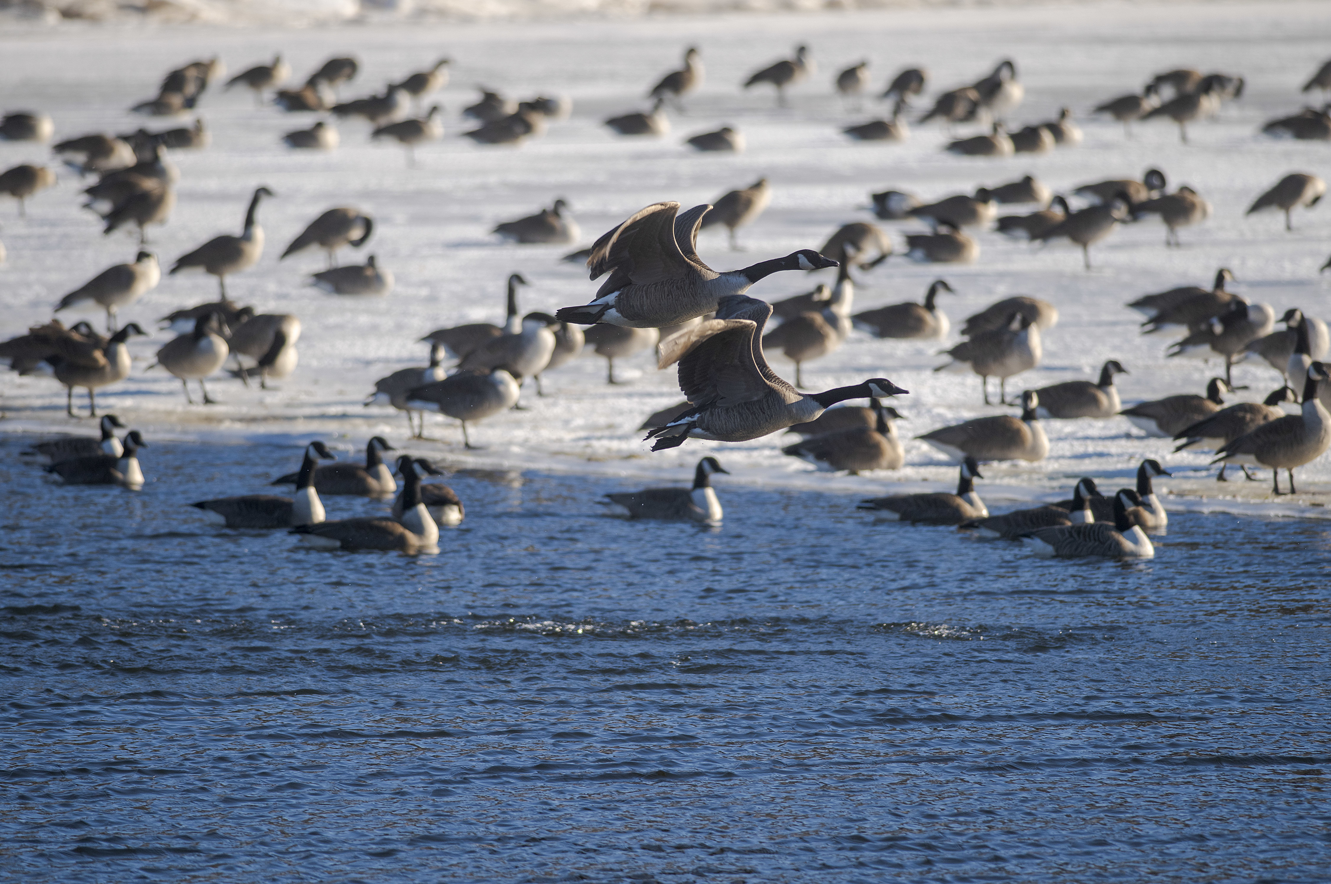 Two Canada geese fly over thousands of other waterfowl that spend the winter in the open water and thin ice in MacLure’s Pond in Murray River. The large number of waterfowl will also attract bald eagles looking for a meal. (Brian McInnis/CBC)