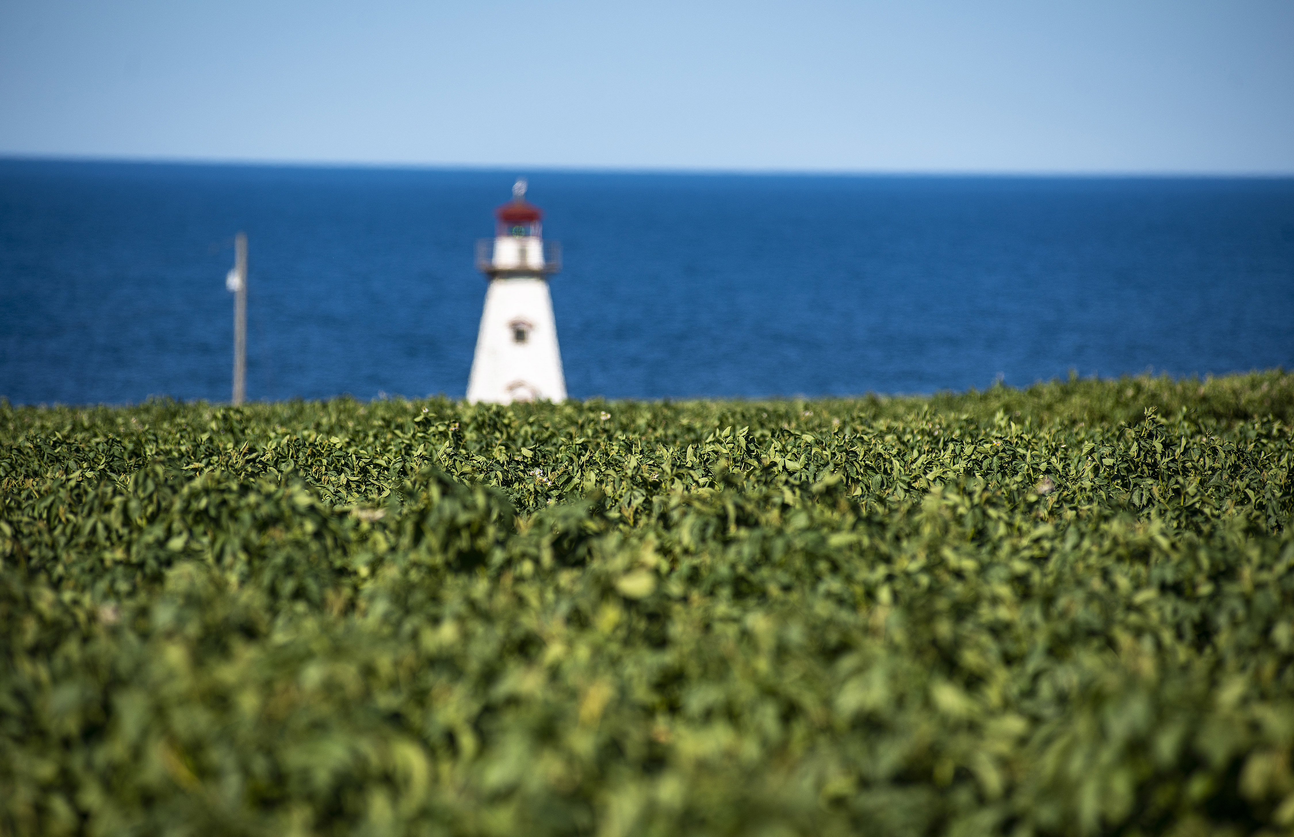 A potato field and the historic Cape Tryon lighthouse are just a few examples of what make the Island famous and a tourist destination. Brian McInnis/CBC