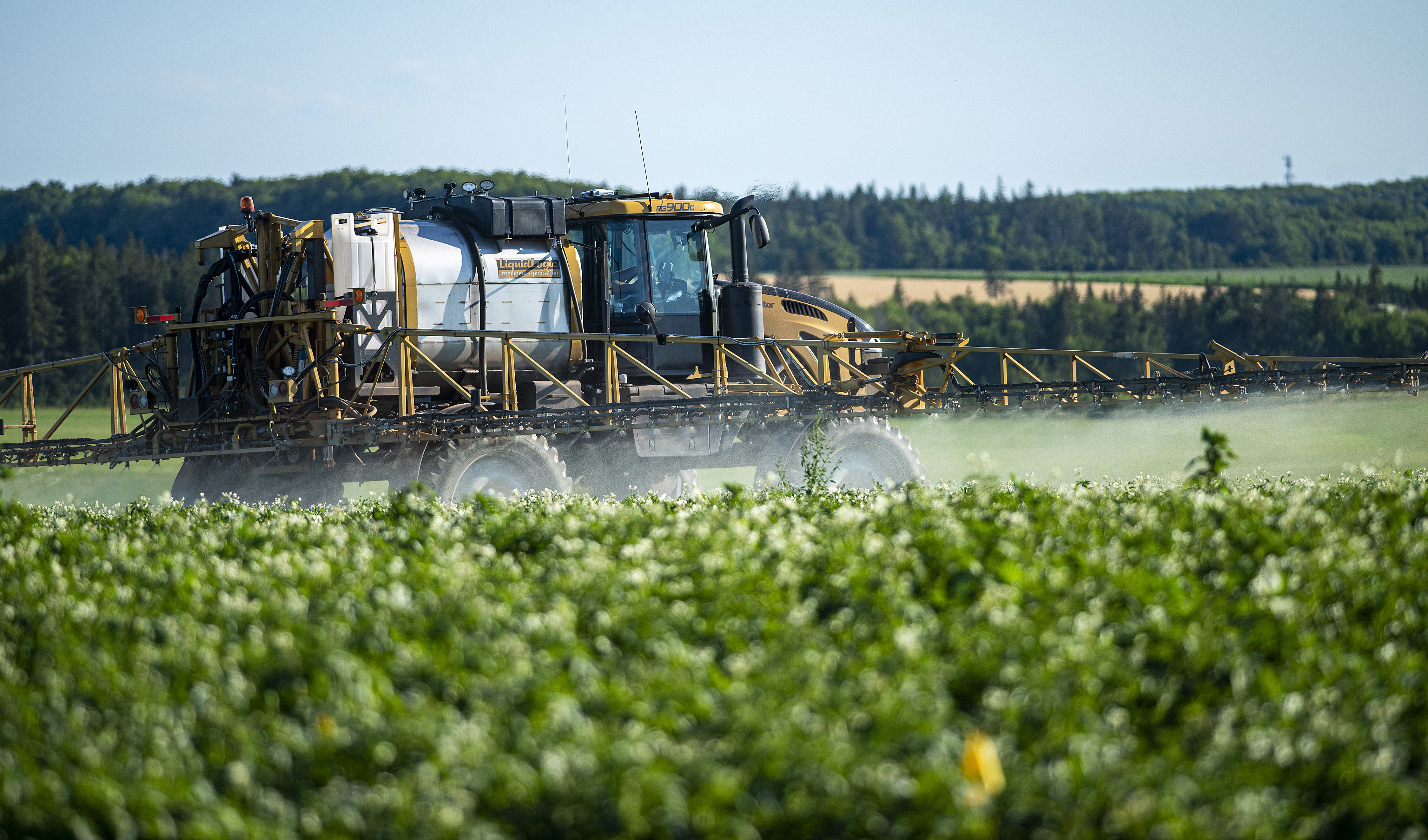 A farmer sprays a potato field in Central Queens County in preparation of the harvest. Brian McInnis/CBC