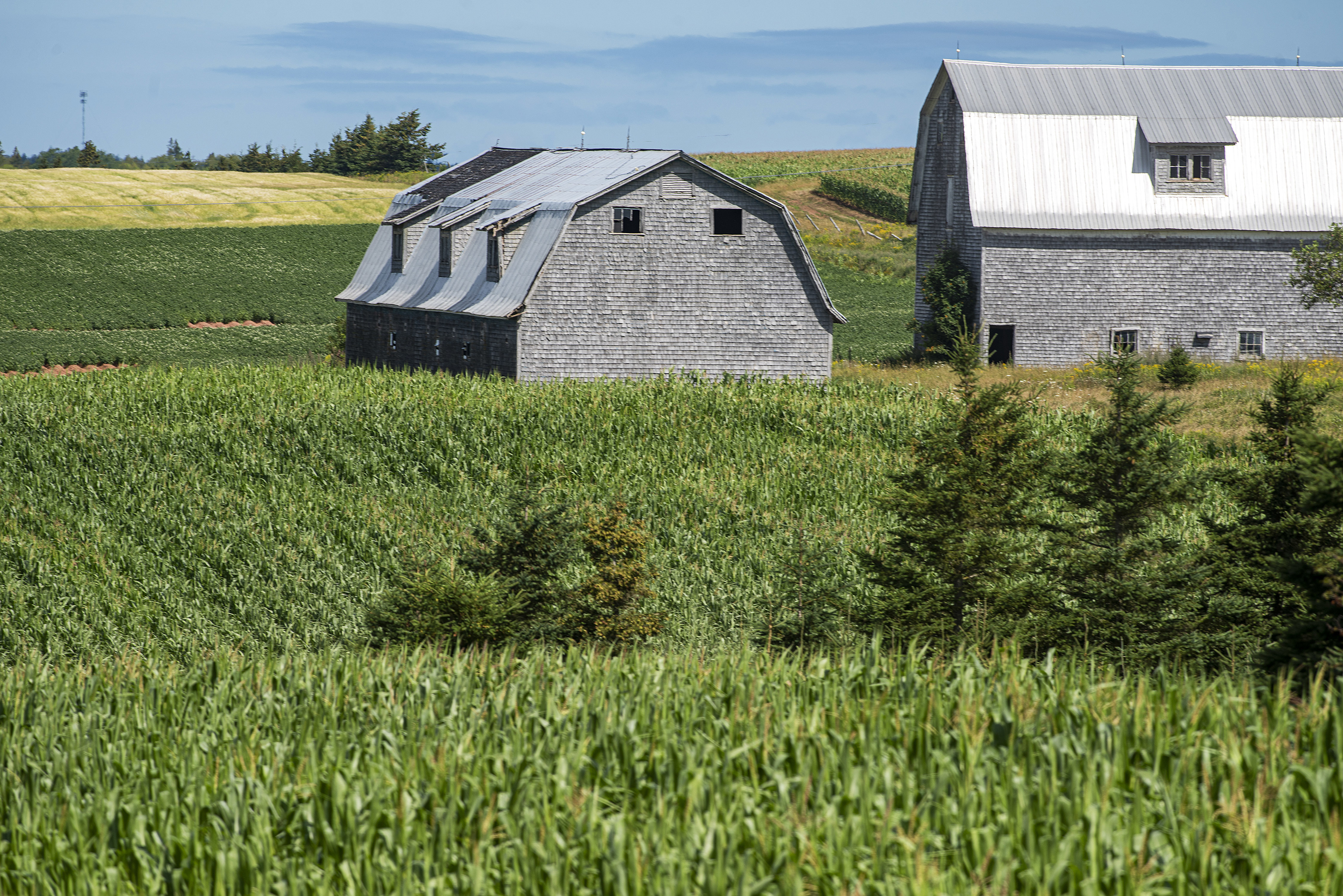 Corn ripens in a field near Fredericton, P.E.I. Corn won’t be harvested until later in the fall, but many farmers' crops were severely damaged by post-tropical storm Dorian. Brian McInnis/CBC