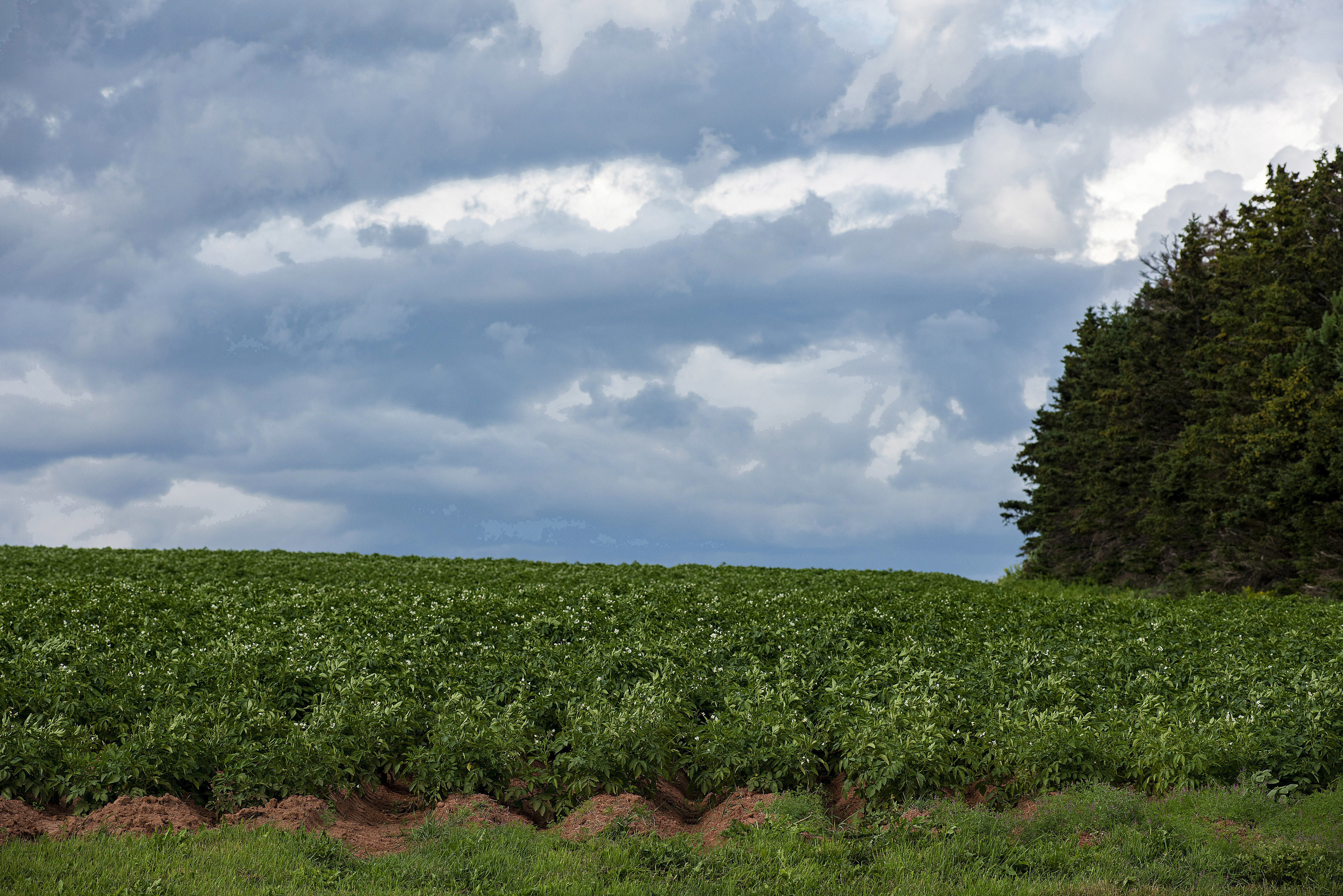 These clouds over a potato field near Rollo Bay offer a false promise of rain in mid-August. Brian McInnis/CBC