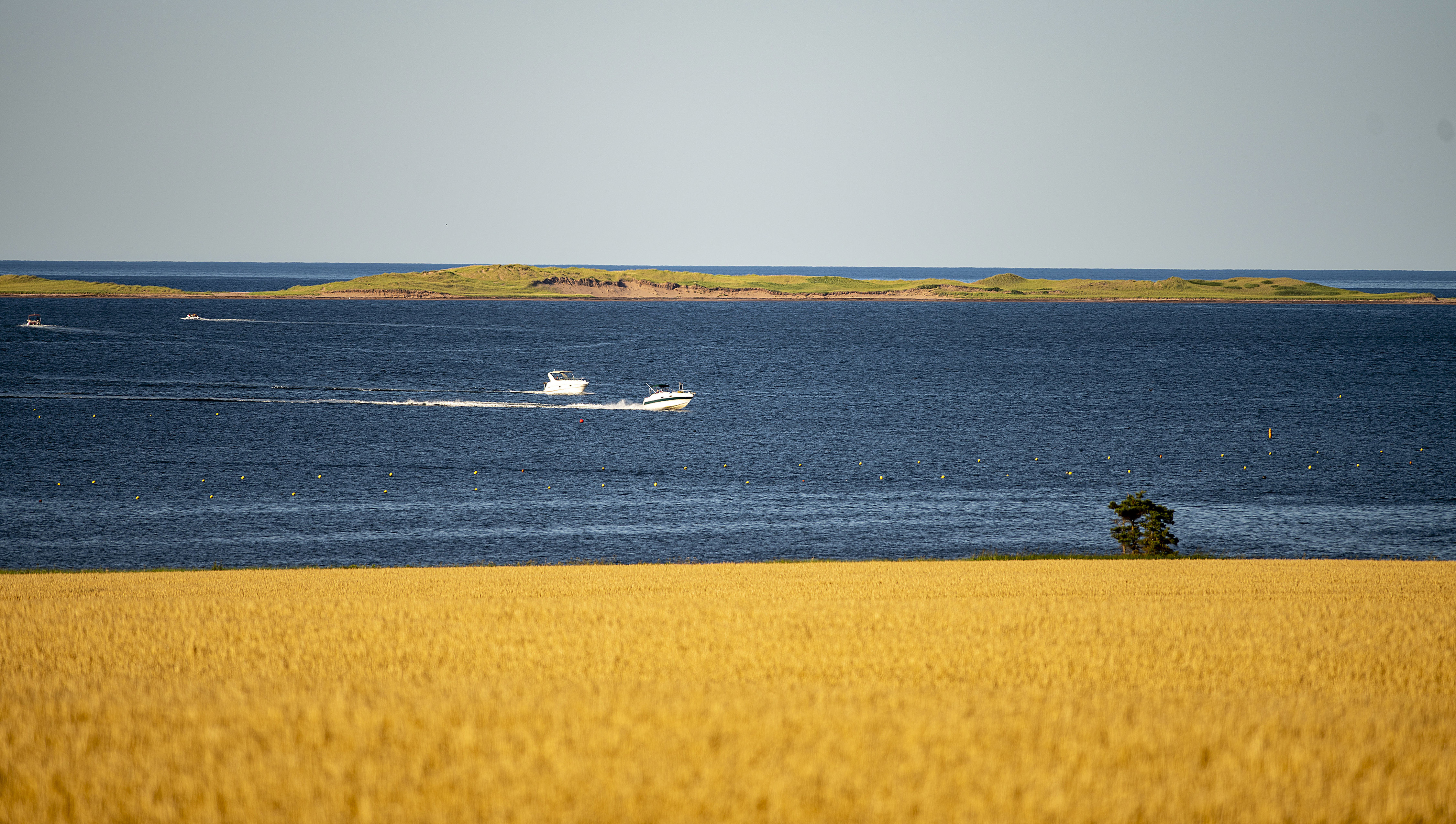 The sand dunes of the P.E.I. National Park in Cavendish provide a dramatic backdrop for a crop of straw that is ready for harvest near Campbellton. Brian McInnis/CBC