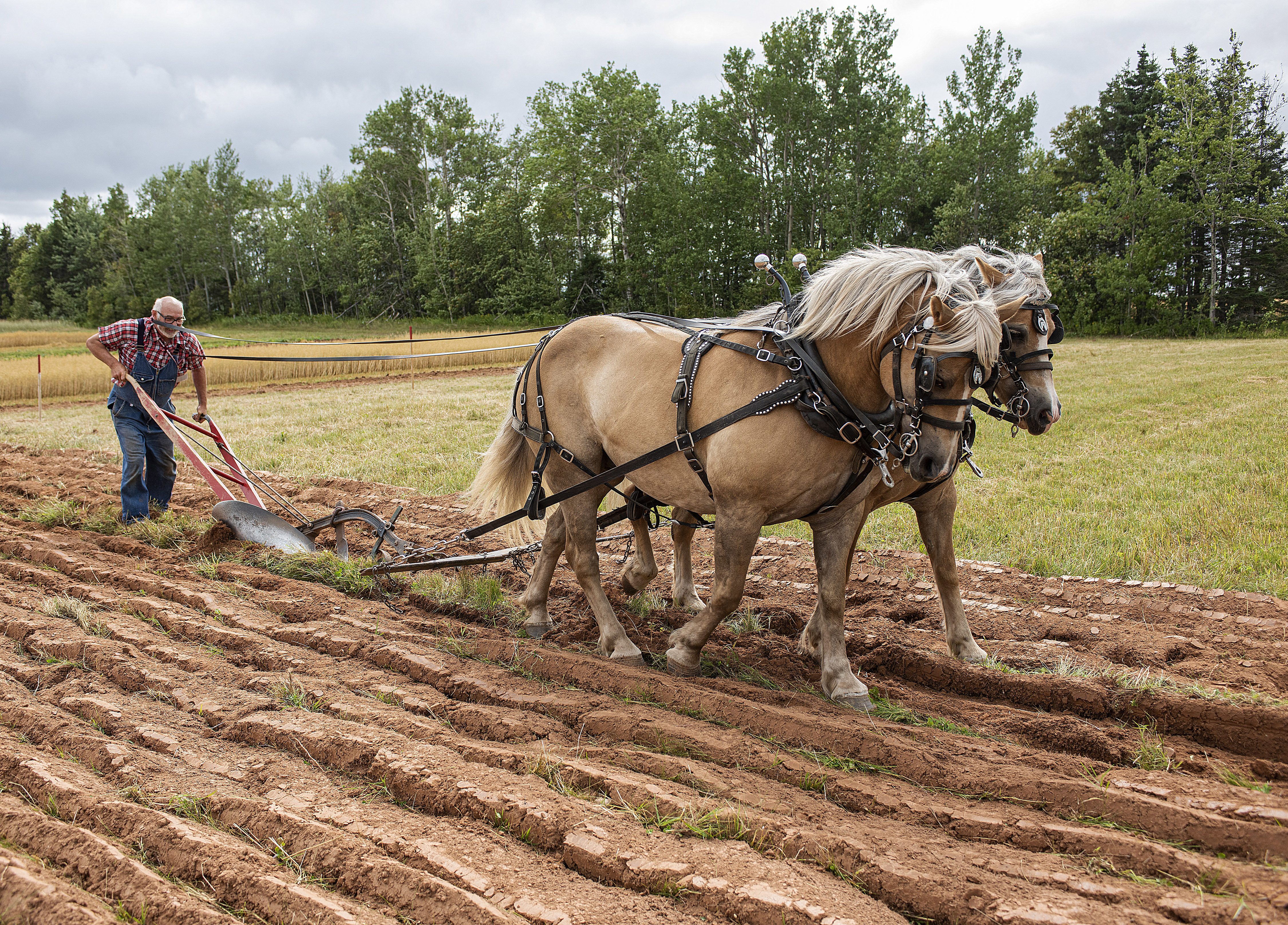 While other farmers were harvesting their early crops using modern machines, Kevin Taylor was demonstrating how earlier farmers planted their crops during the annual Dundas Provincial Plowing Match and Agriculture Fair in late August. His Haflinger horses are named Nick and Morgan. Brian McInnis/CBC