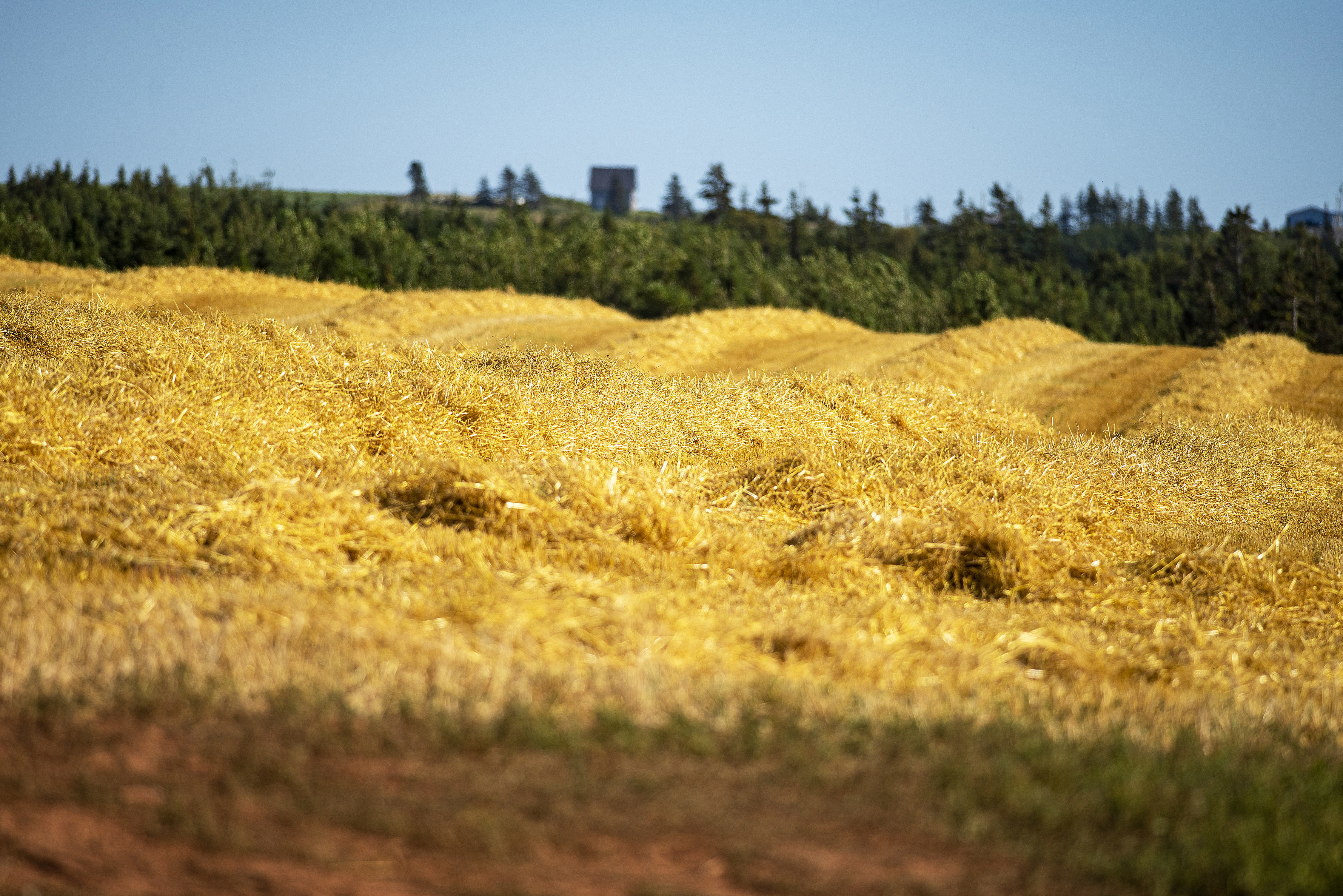 An early crop of freshly-cut straw. Brian McInnis/CBC