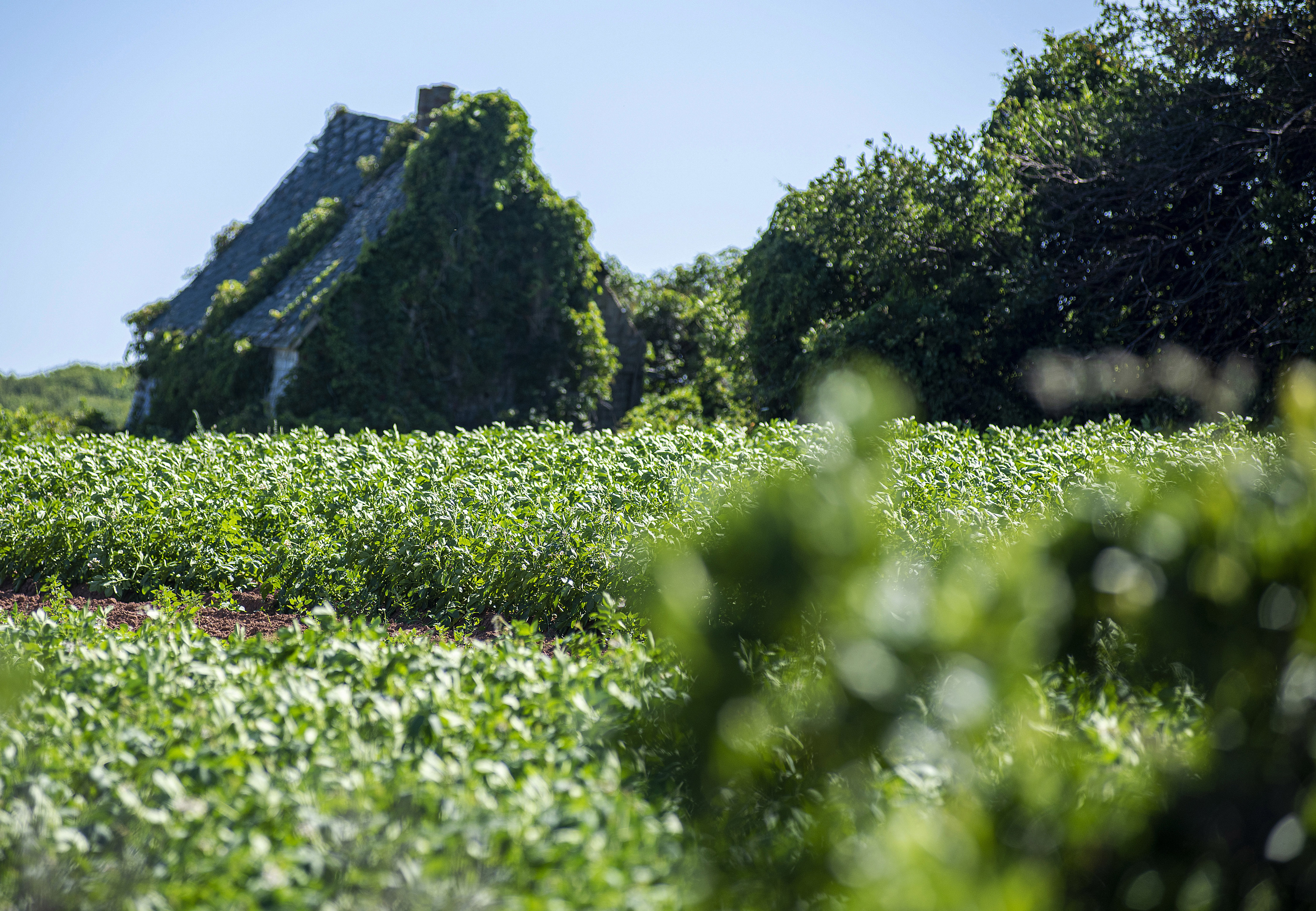 An abandoned house that once sheltered early farmers near Springbrook still stands in a field of potatoes. Brian McInnis/CBC