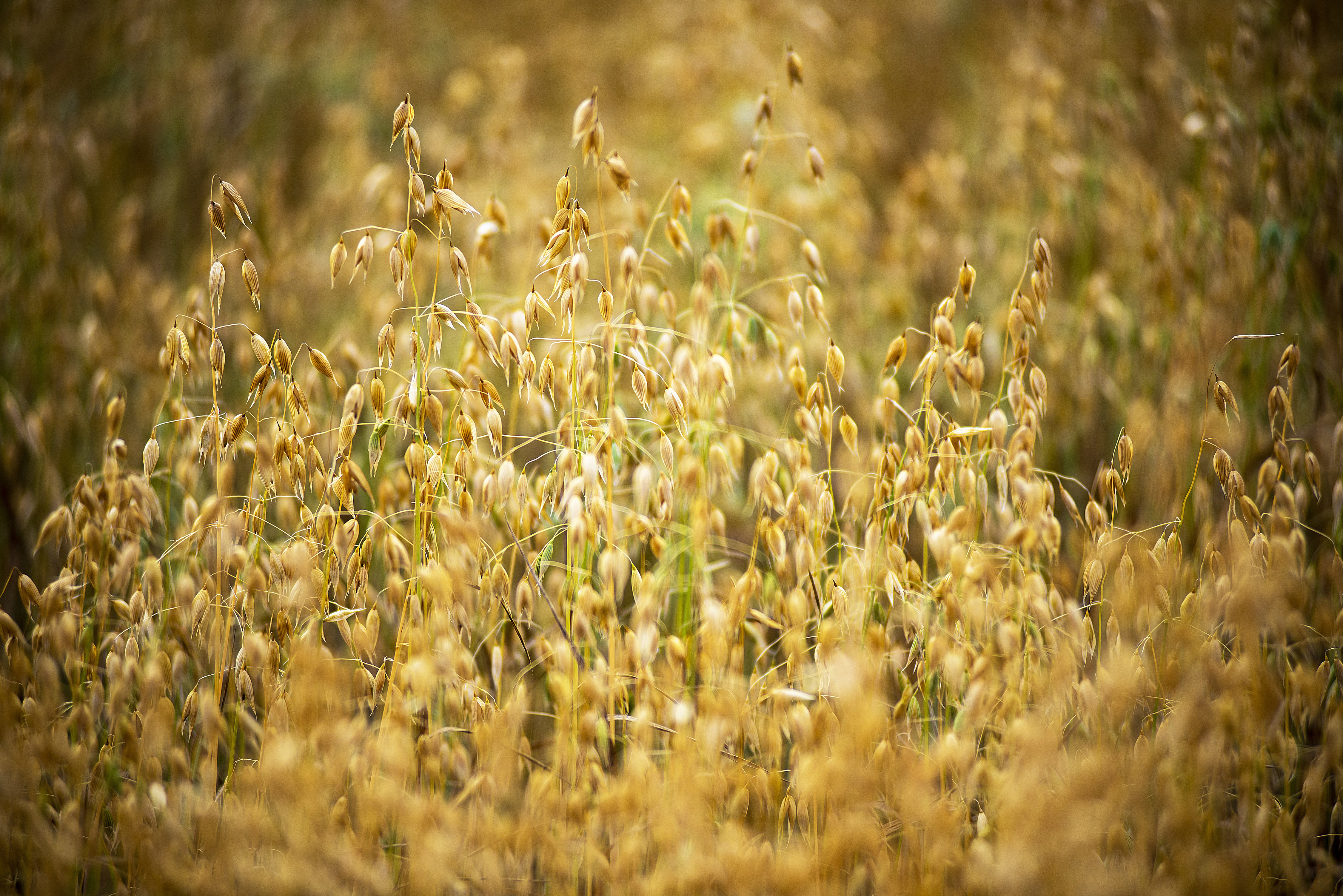 Golden oats are ripened and ready for the harvest in this farmer’s field near Dundas, P.E.I. Brian McInnis/CBC