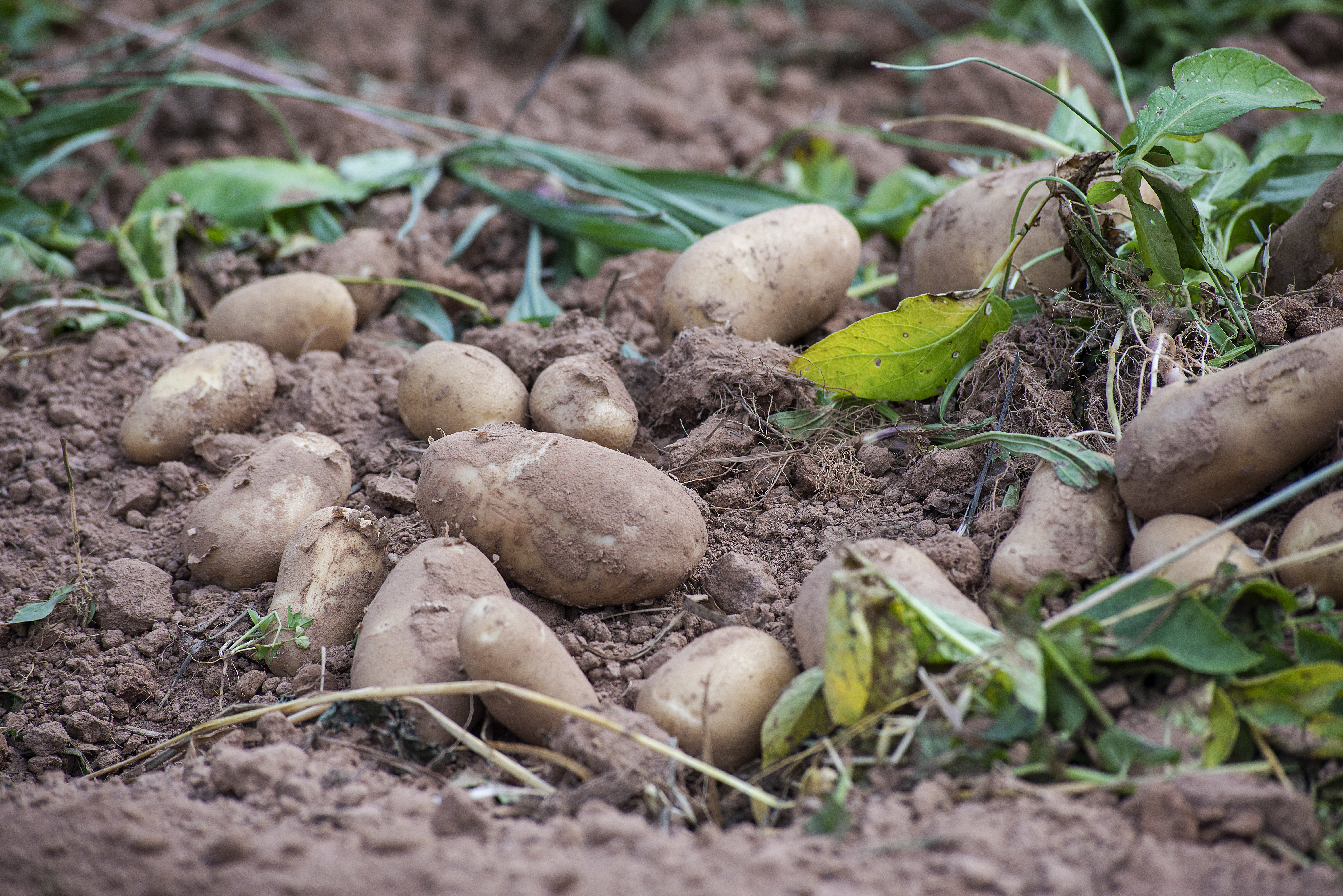 Some potatoes usually remain after the harvesting machines have finished their work and traditionally people were allowed to enter farmers’ fields to gather up the leftovers. This practice still continues in some areas of P.E.I. Brian McInnis/CBC