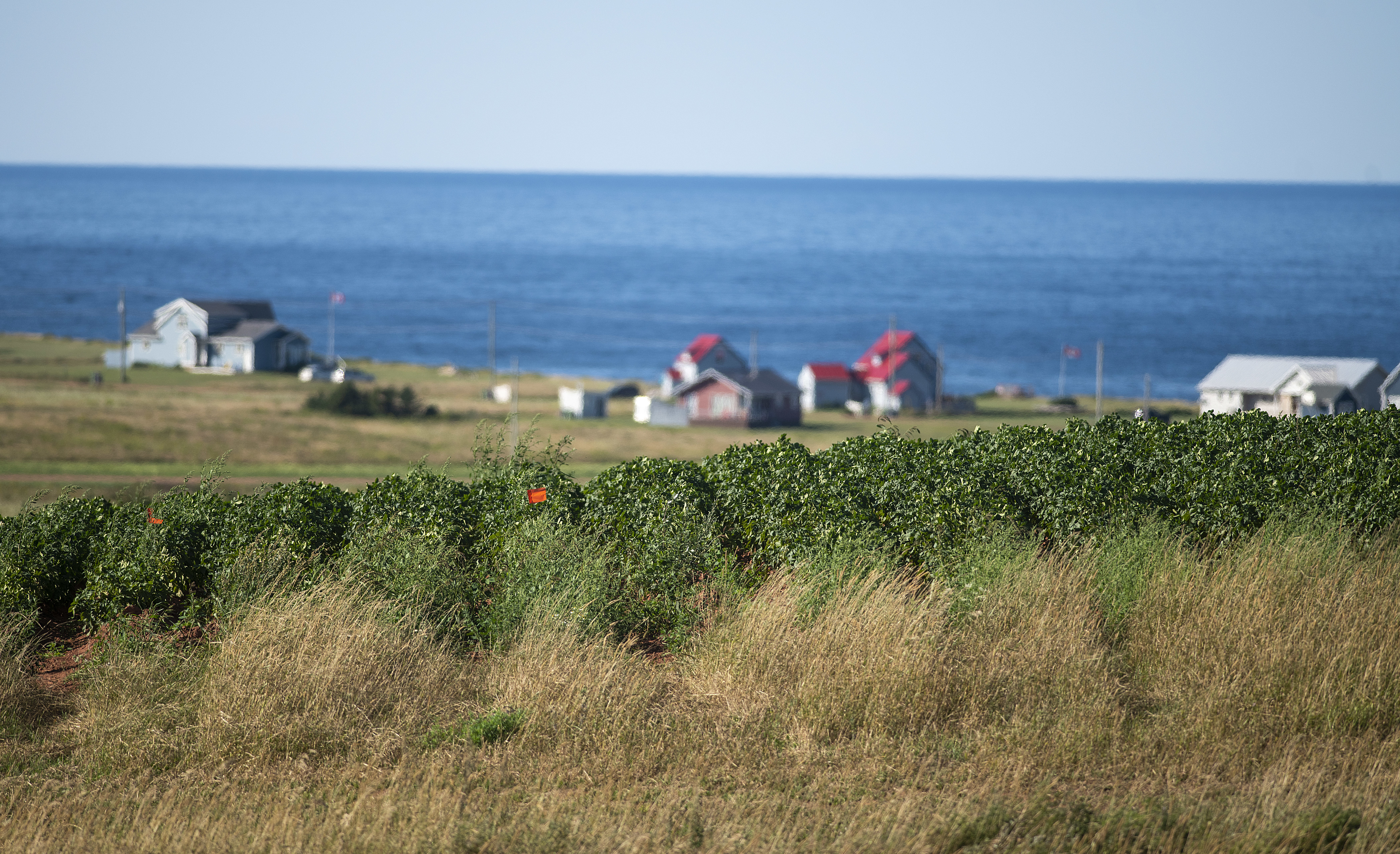 All across P.E.I., development is encroaching on agricultural land as here in Park Corner, near Anne’s Lake of Shining Waters, where potato fields are planted in the same field as vacation houses that stand near the sandstone cliffs. Brian McInnis/CBC