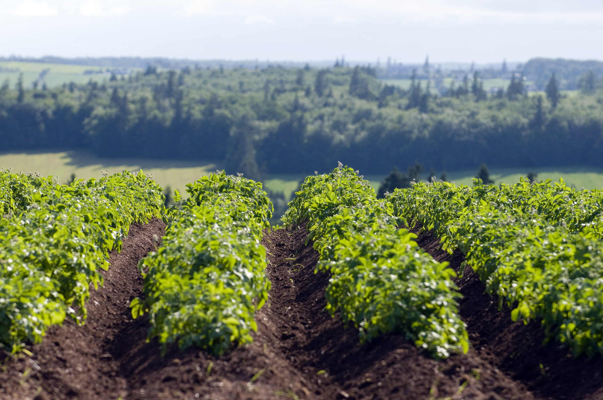 Neat rows of potatoes are planted in this field near Wheatley River. Brian McInnis/CBC