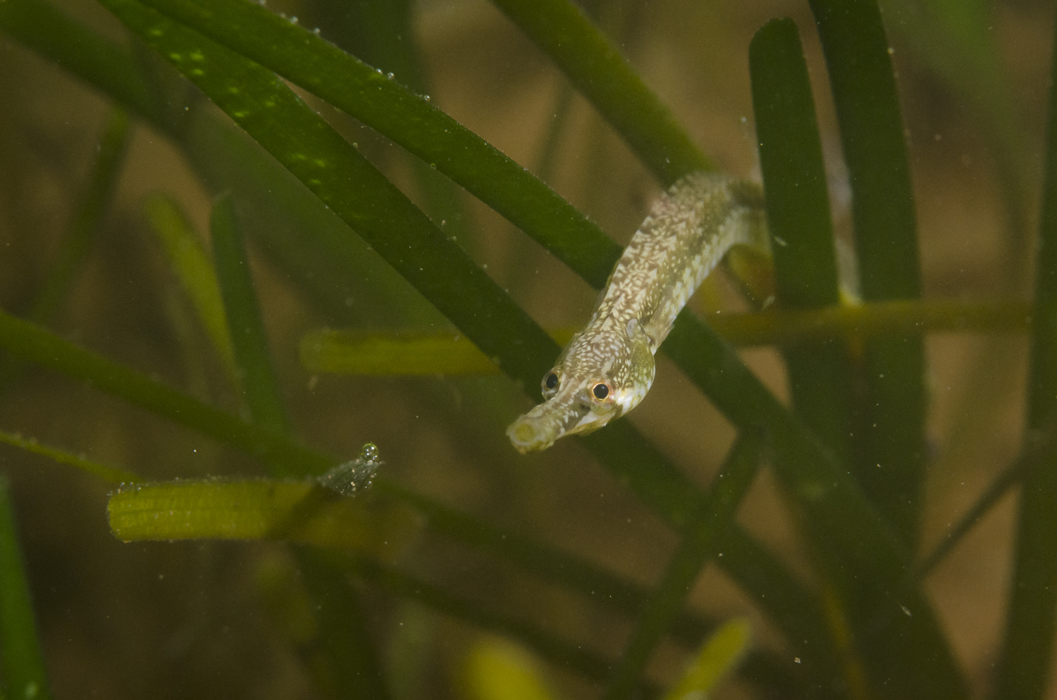 With a long tube-like mouth and body shaped like a blade of eel grass, northern pipefish are quite peculiar looking. Fun fact: northern pipefish are closely related to sea horses! (Sean Landsman)