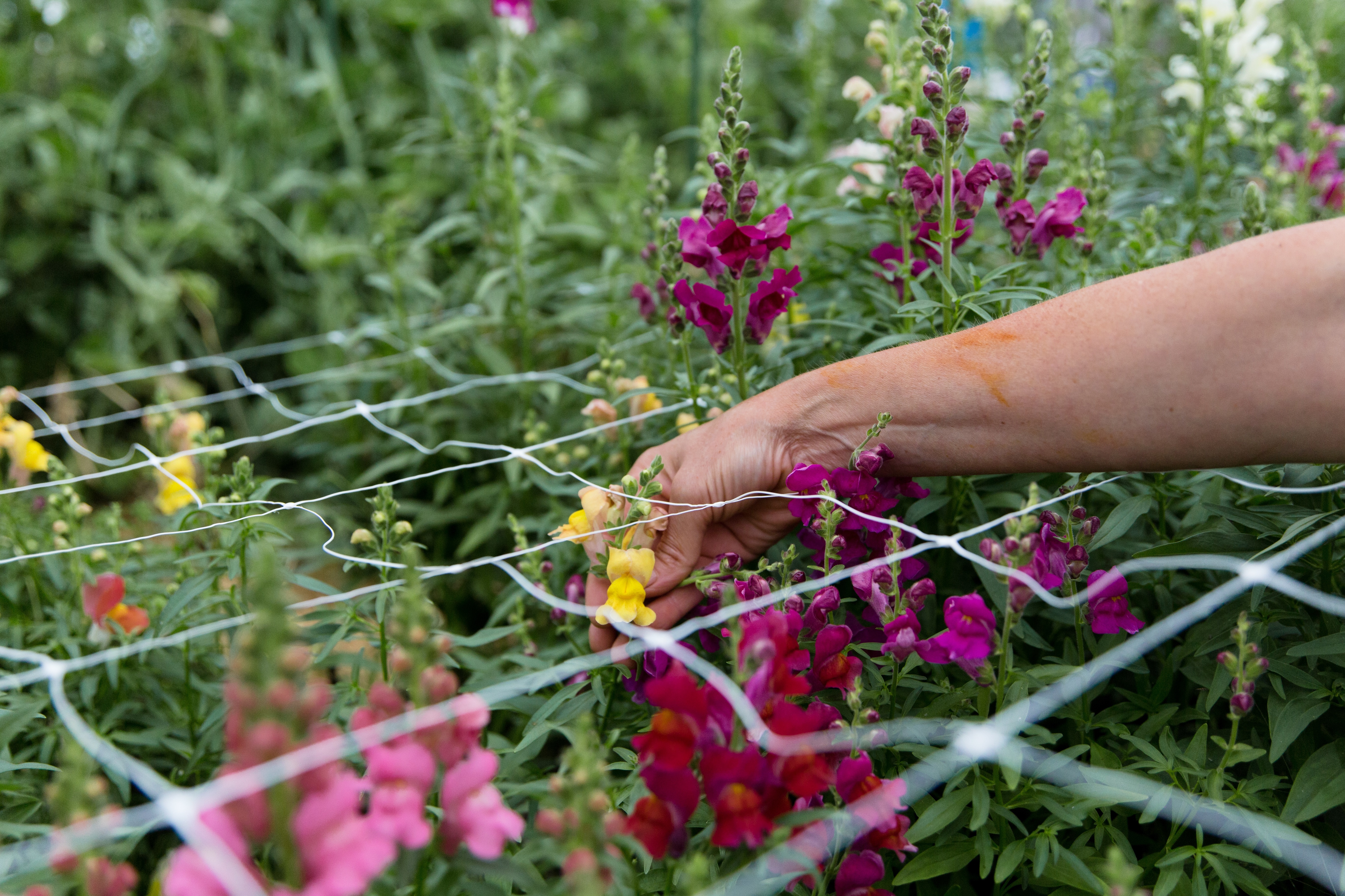 Barefoot Blooms is located near the Avon River, not far from Windsor, N.S.