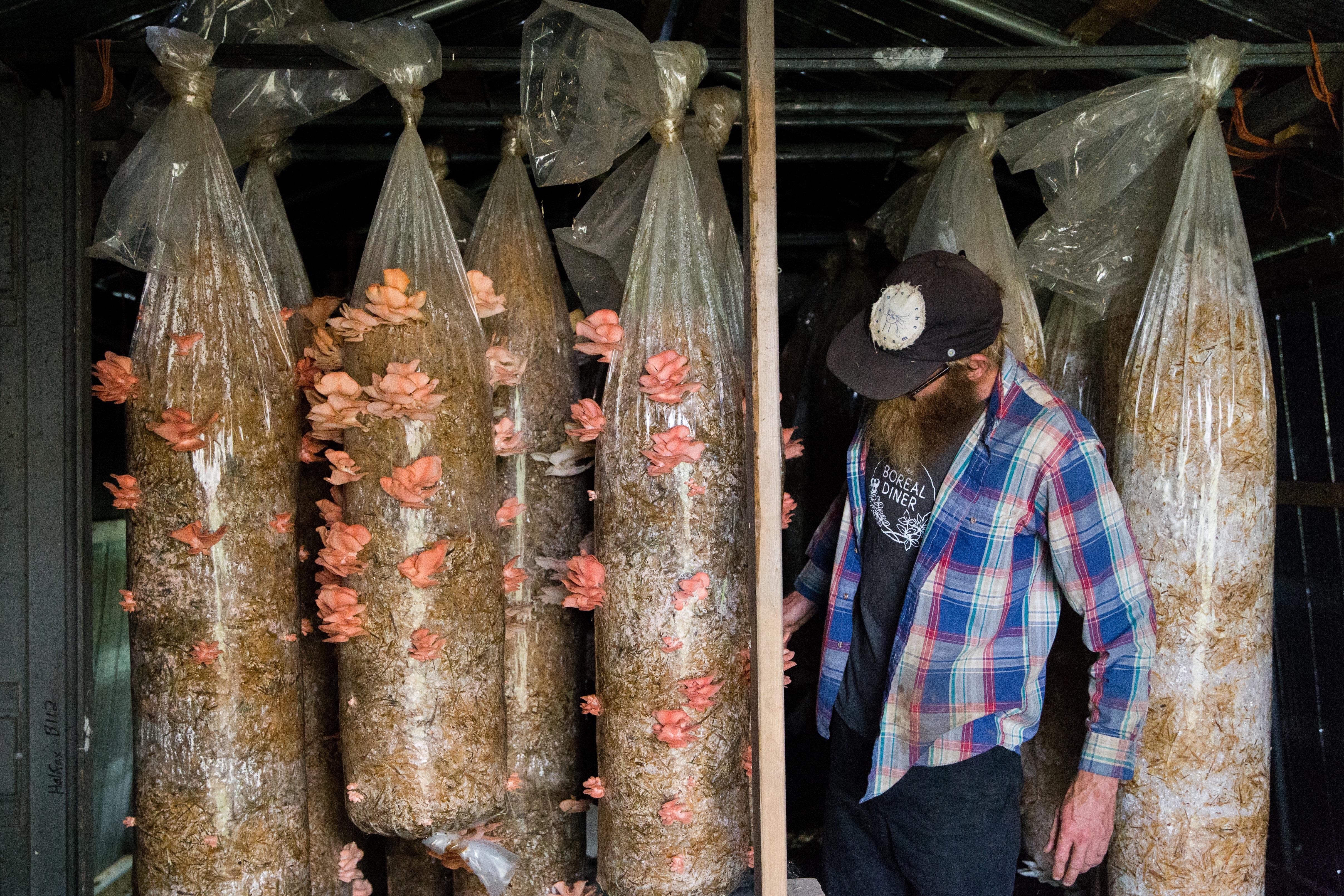 Jamie Tingley inspects a crop of oyster mushrooms, which he has been growing since 2014.