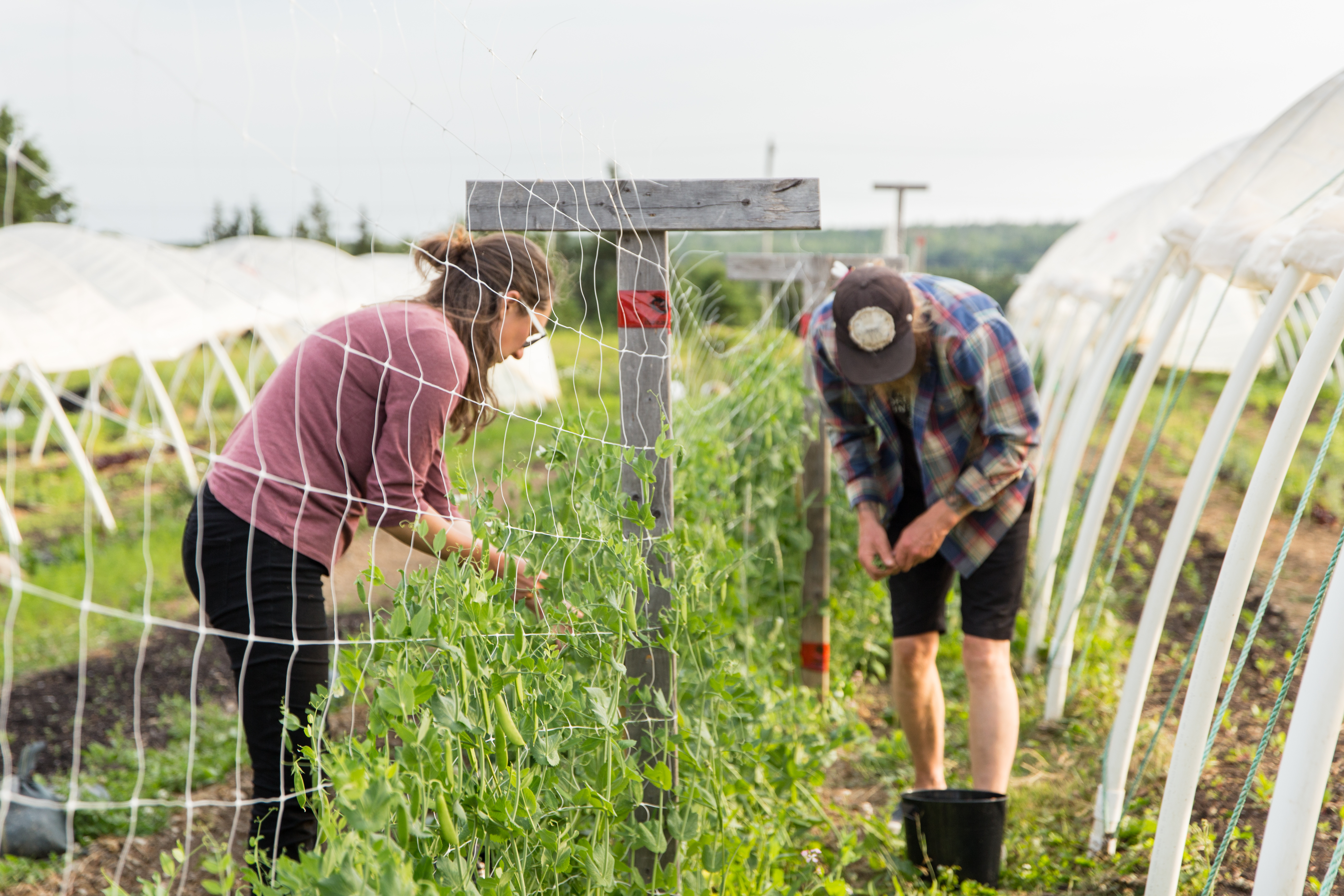 The farm is in the community of Cow Bay, which is located near Dartmouth, N.S., and is a well-known area for surfing.