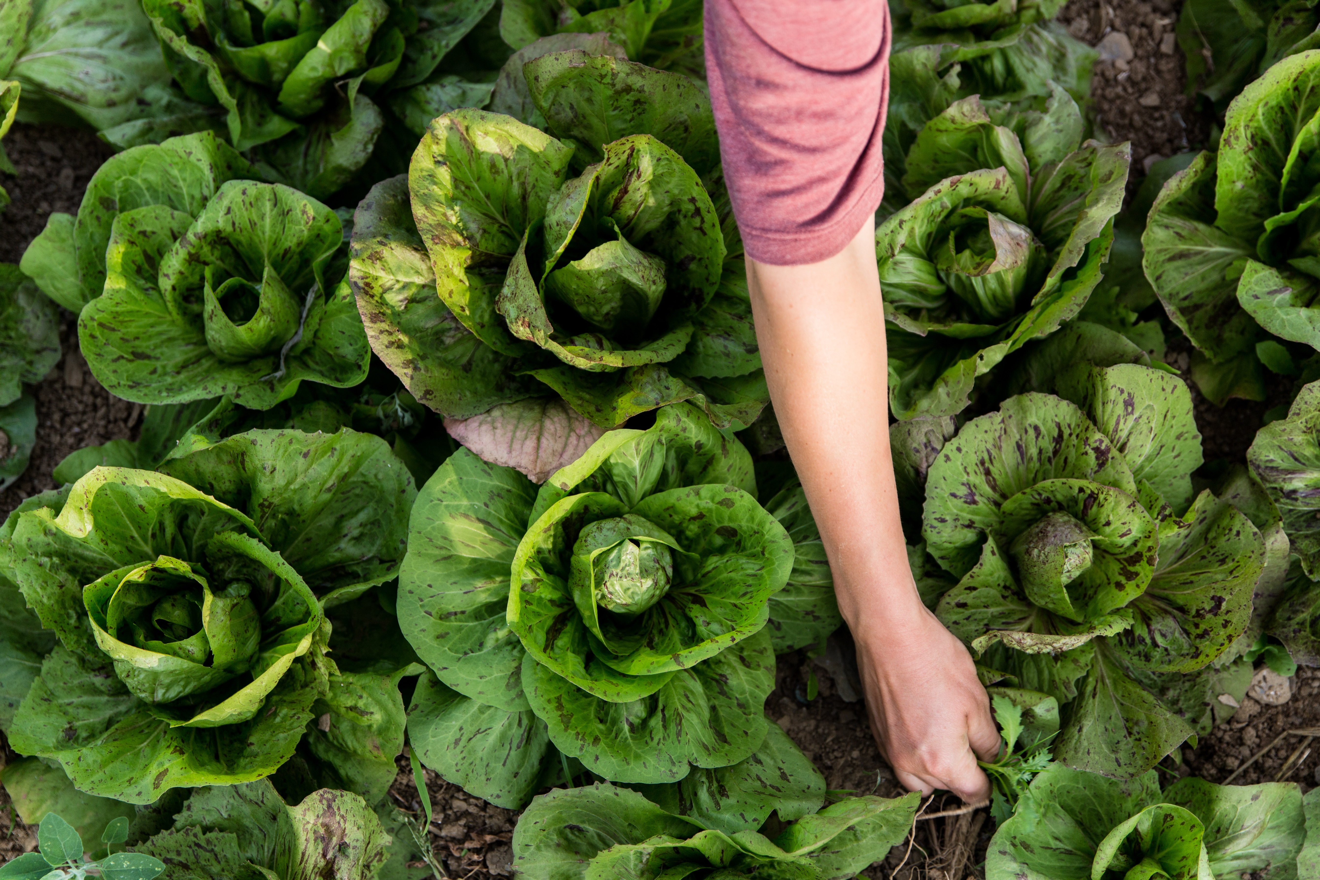 Off Beet Farm grows a number of different vegetables, including cabbages.