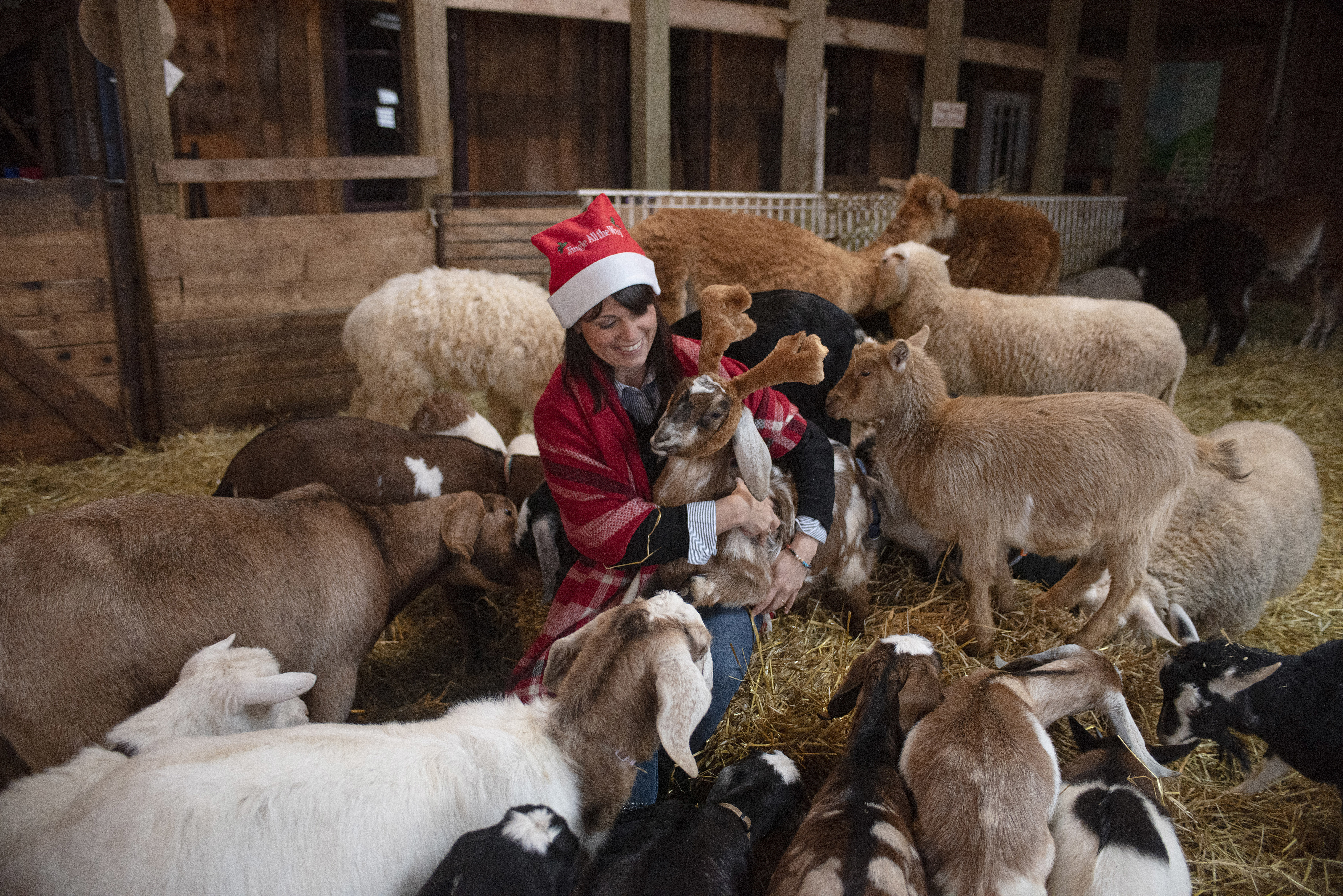 Even some goats at Island Hill Farm are dressed for the season thanks to co-owner Flory Sanderson. (Brian McInnis/CBC)