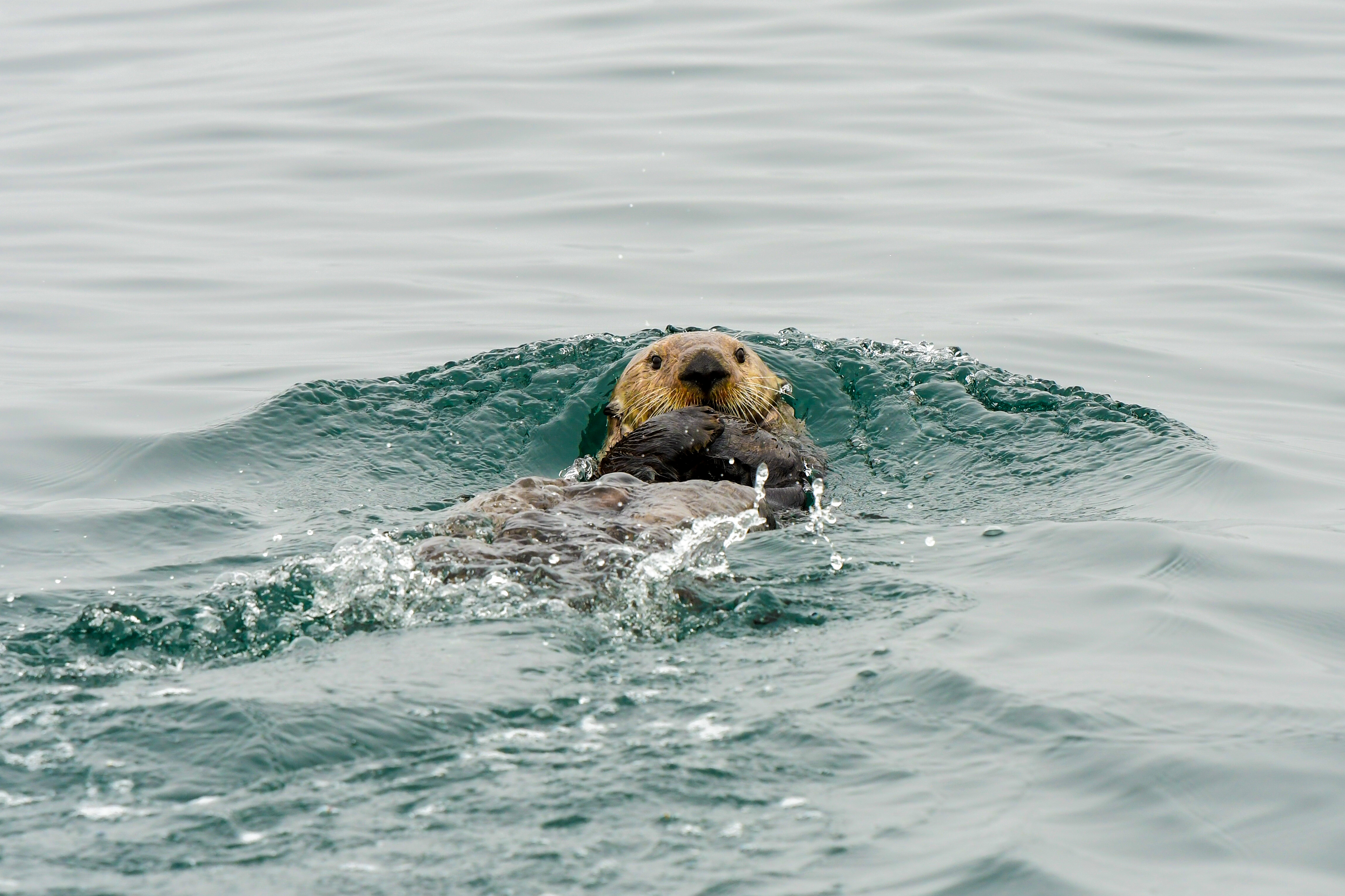 Researchers say there's no way to know exactly how many sea otters lived in B.C. waters before the fur trade or their exact range, but they estimate the ecosystem could sustain about 50,000 otters. (Mike Willie)