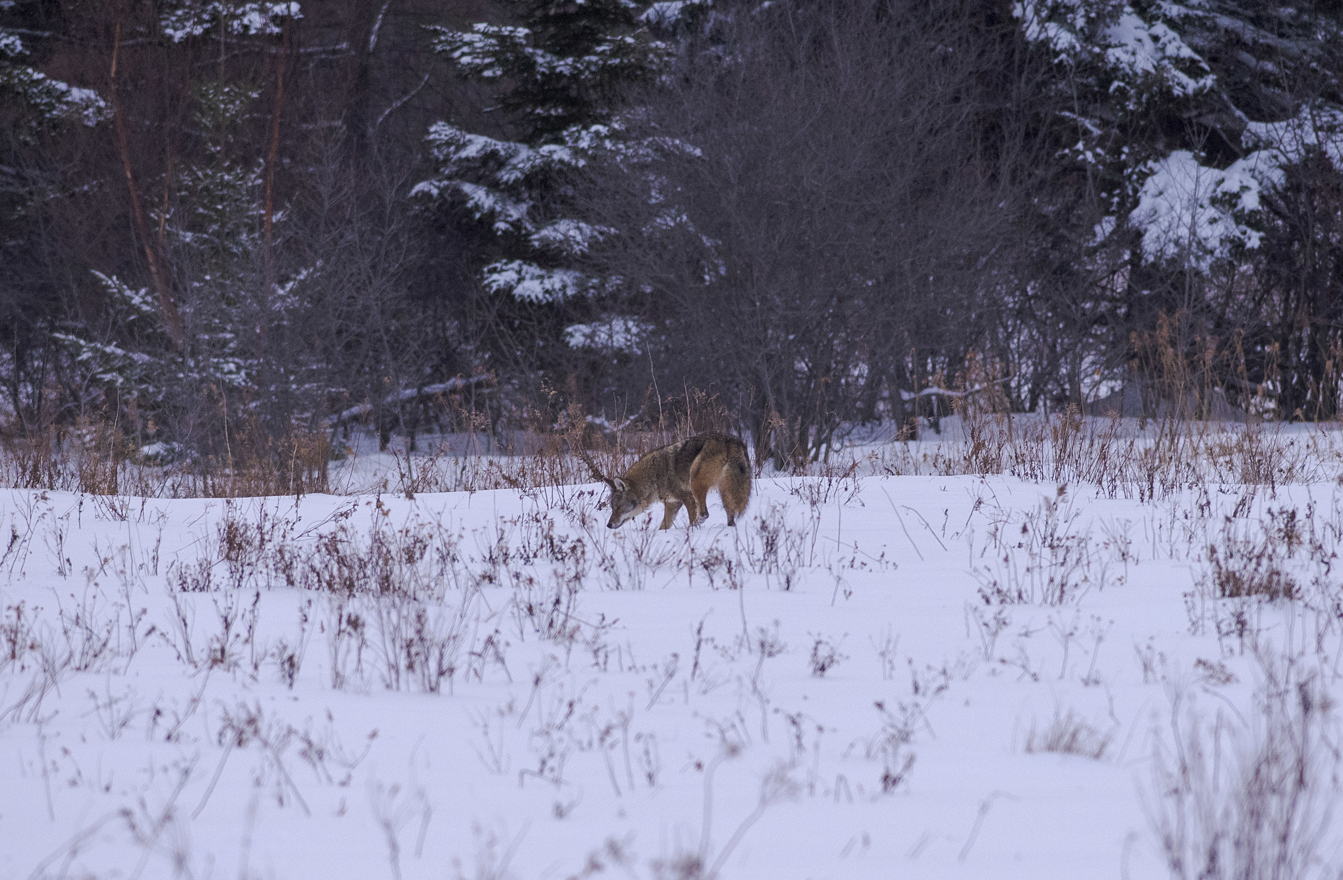 This coyote was on the hunt for food hidden under the snow and seemed to catch the scent of some small animal, perhaps a mouse or squirrel or even a vole. (Brian McInnis/CBC)