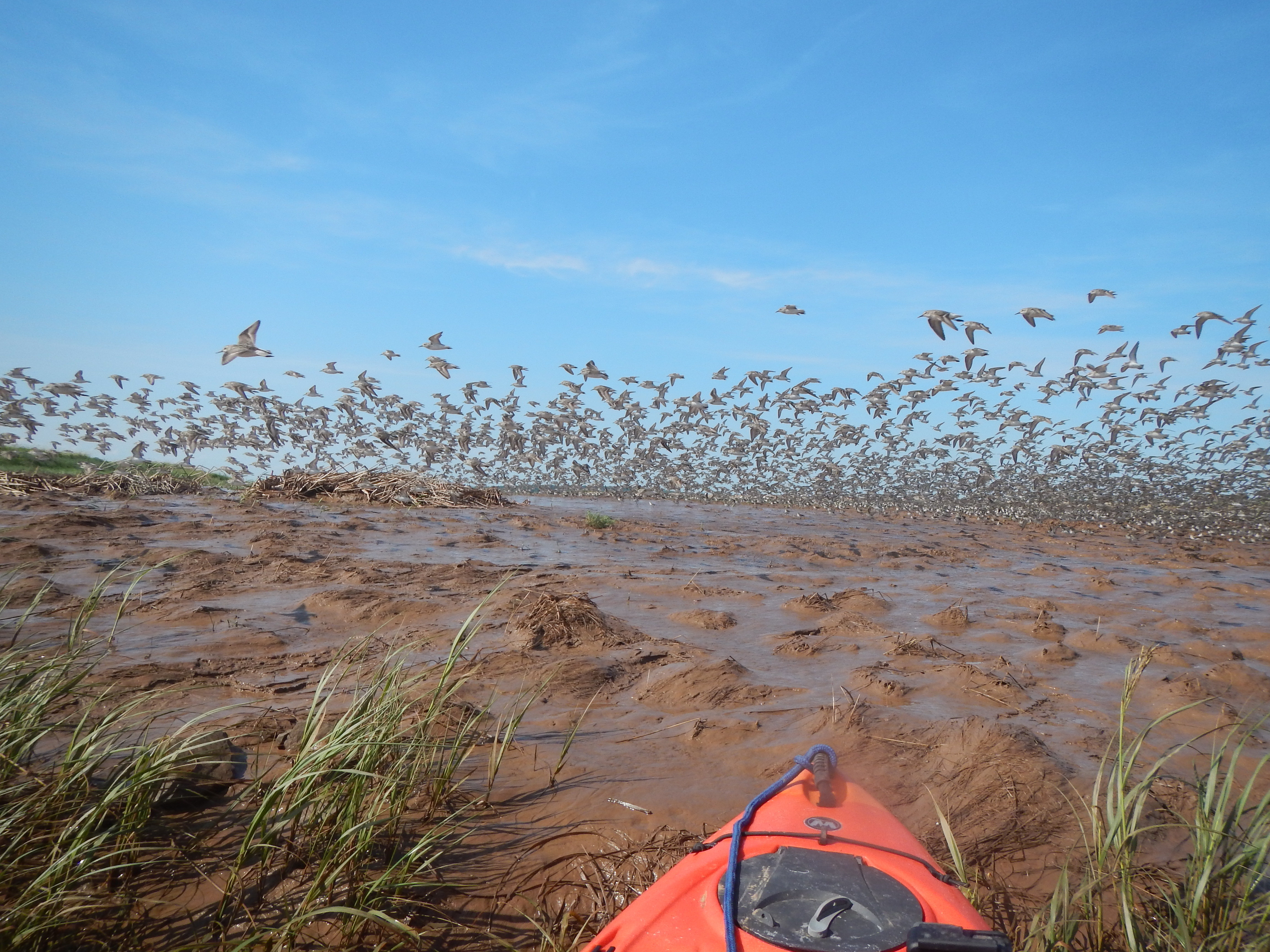 A year into the restoration of the Converse Marsh site a flock of shore birds stopped by. (TransCoastal Adaptations: Centre for Nature Based Solutions)