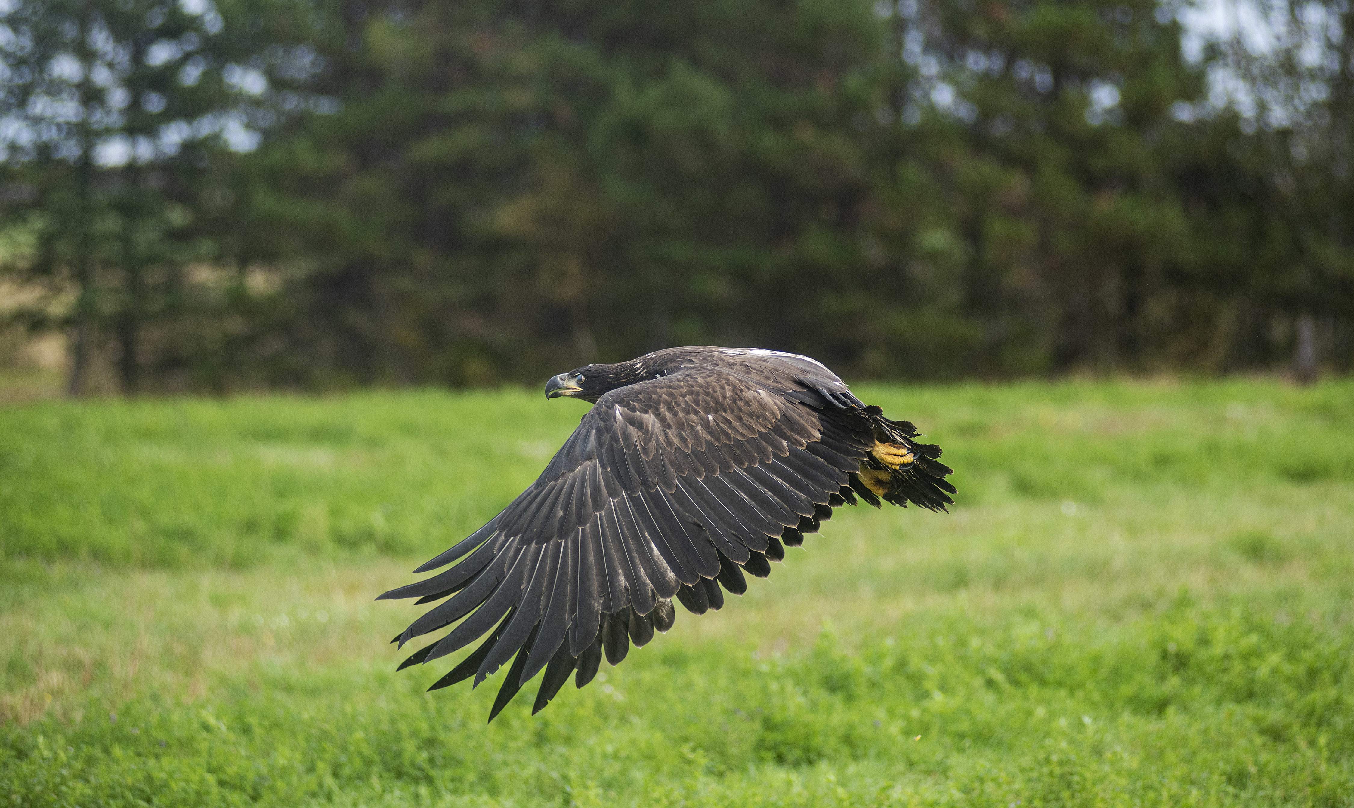 Borden wasted no time taking to the air after it was released in Border/Carleton. (Brian McInnis/CBC)