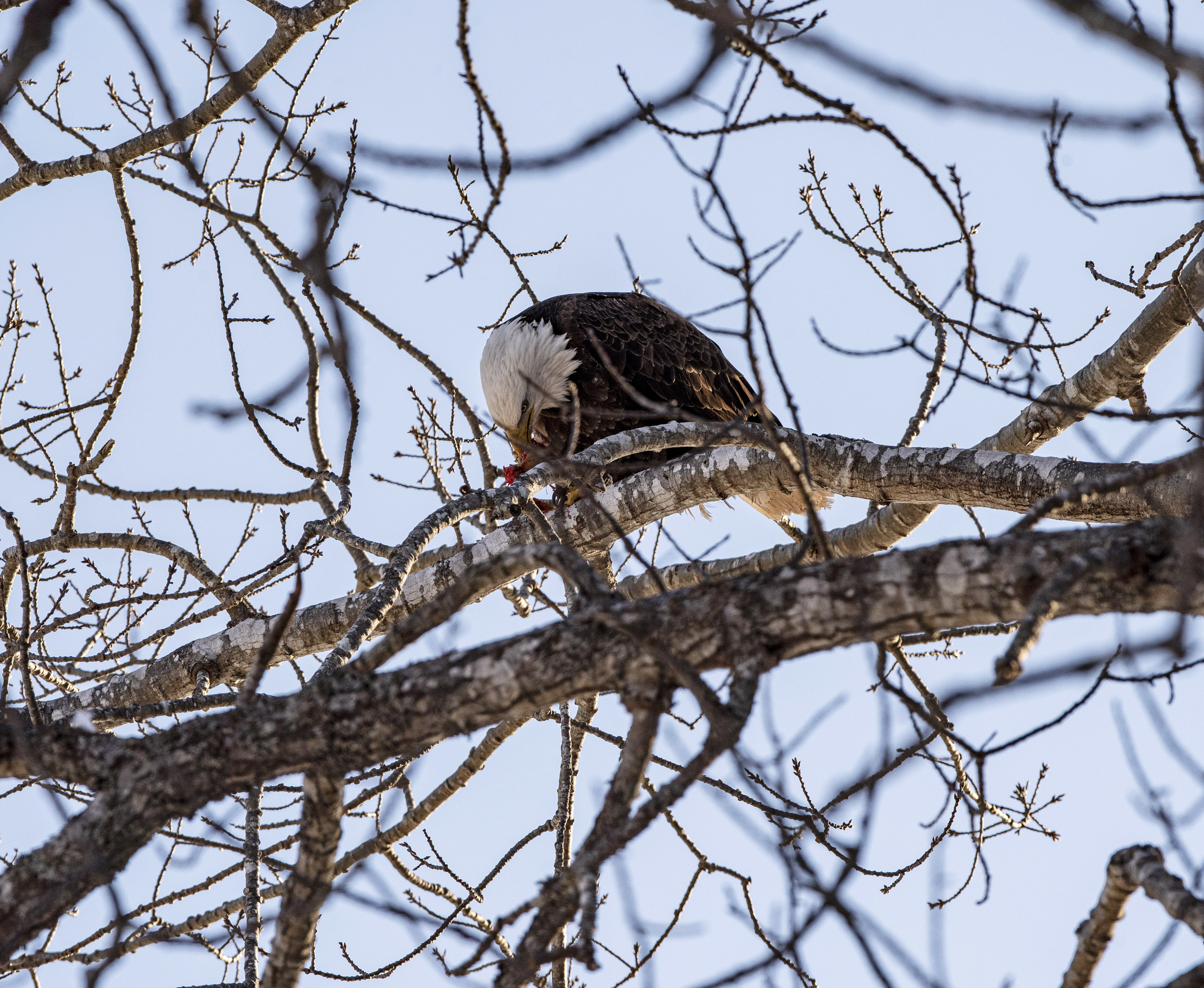 There is nothing like goose for supper for this bird. As spring nears and the weather warms, the eagles will roam farther as will waterfowl, which they typically prey on during the winter. (Brian McInnis/CBC)