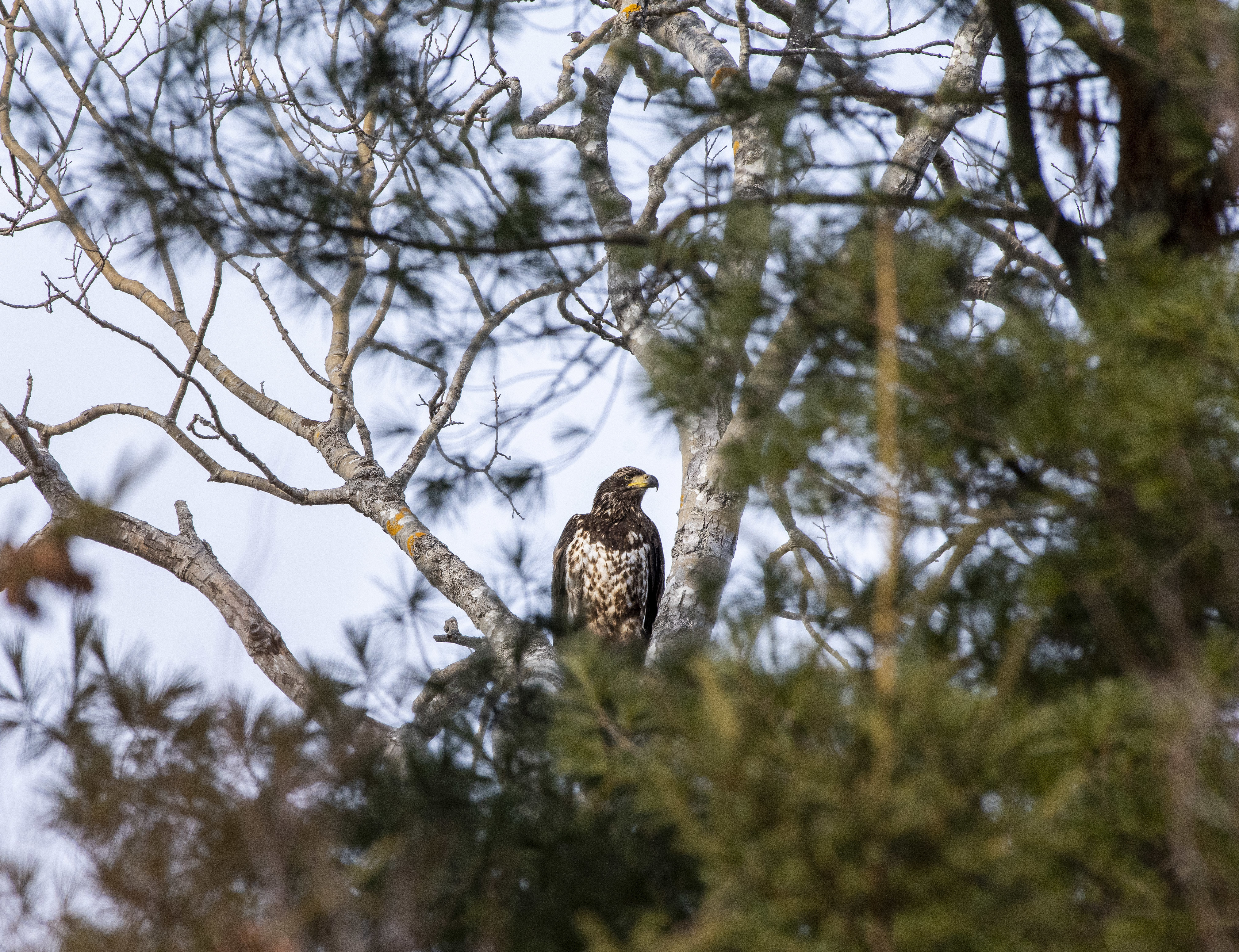 A juvenile perches in a tree moments after feeding on a dead Canada goose. During winter, eagles tend to congregate where ducks, geese and other birds gather where there is open water. (Brian McInnis/CBC)