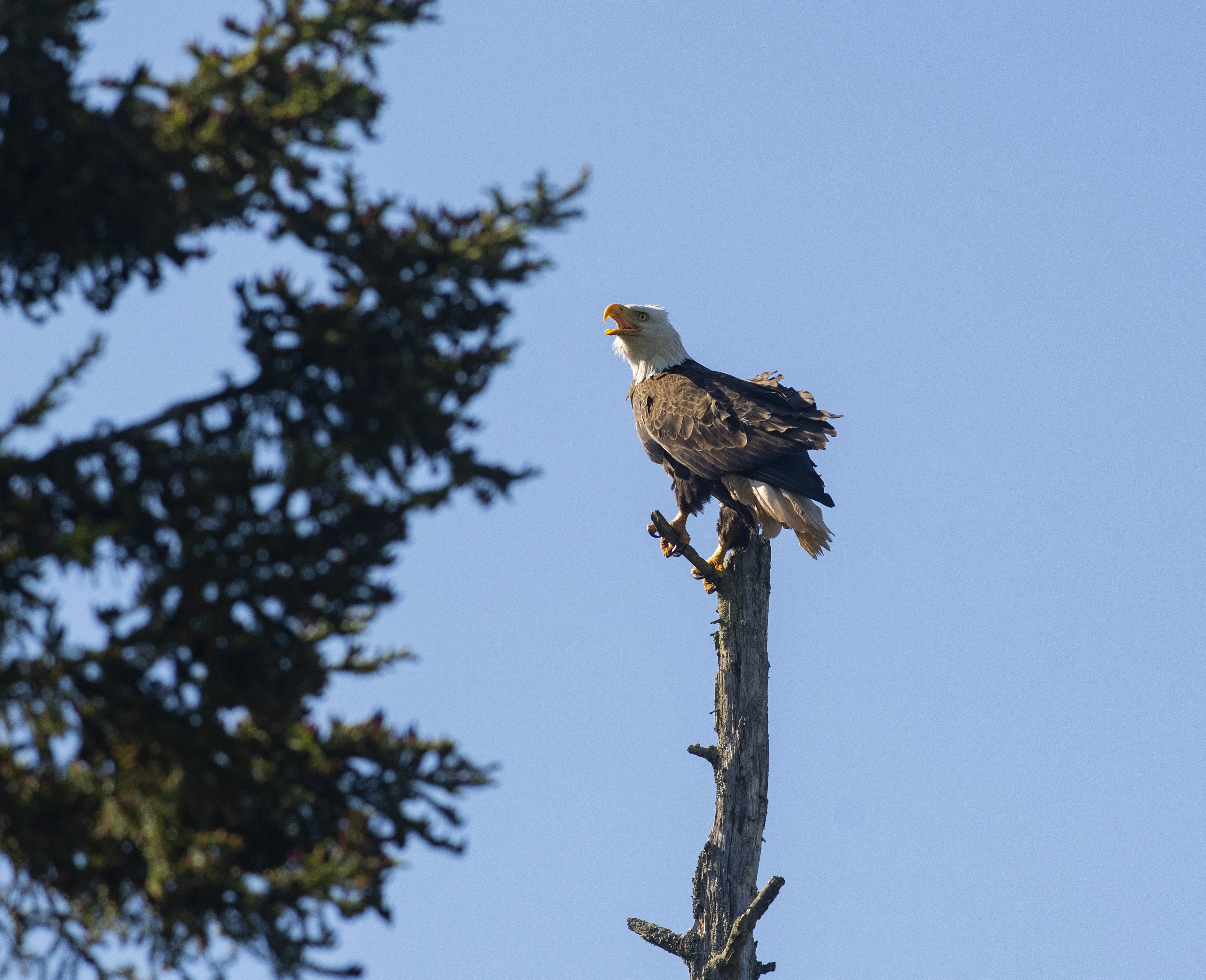 Despite being a huge bird, eagles do not have what sounds like a throaty call. It could be called a high-pitched squeak. (Brian McInnis/CBC)