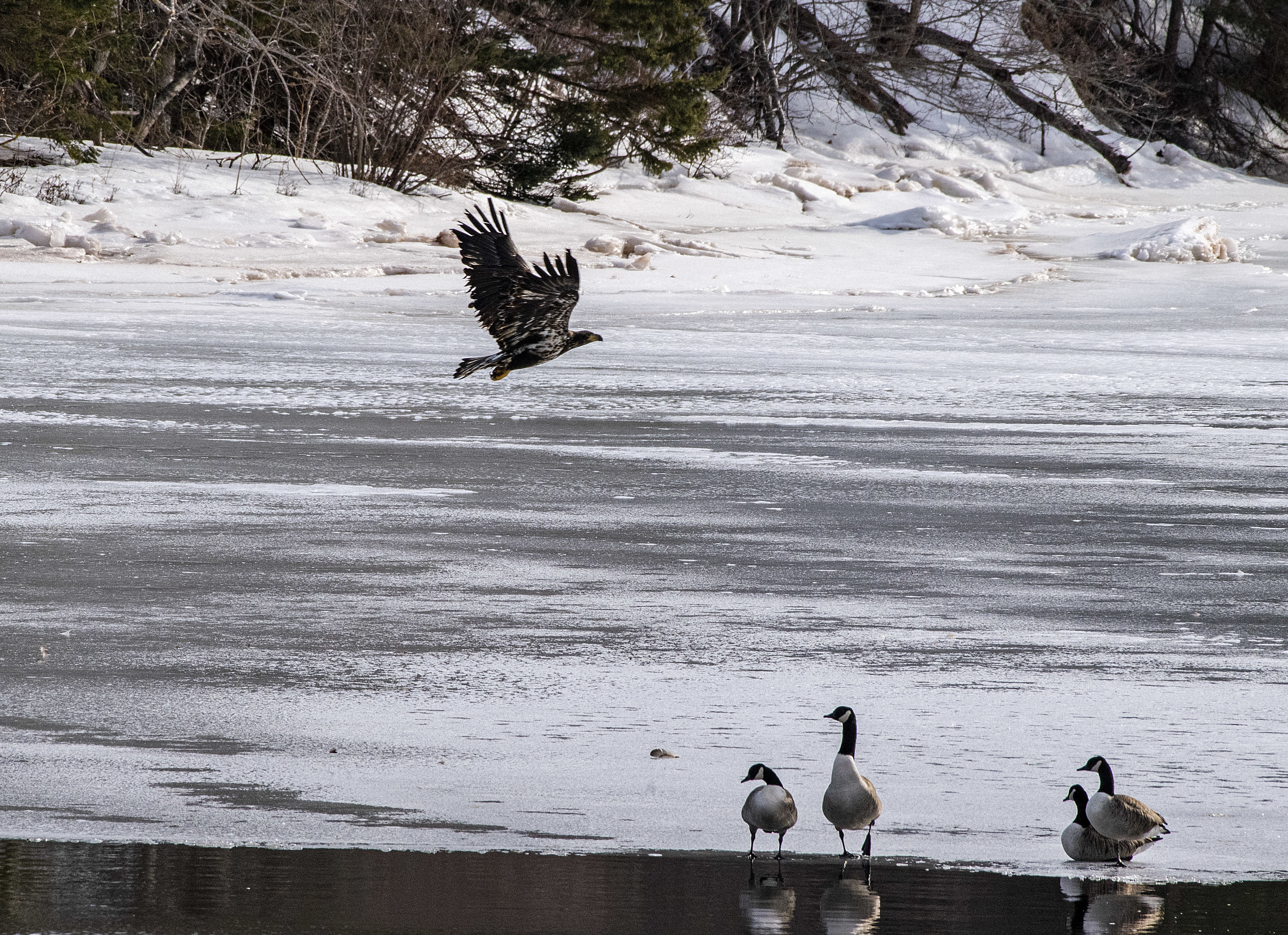 A group of Canada geese keeps a wary eye on a juvenile flying by. Waterfowl are a source of food for the bald eagles during the winter. (Brian McInnis/CBC)