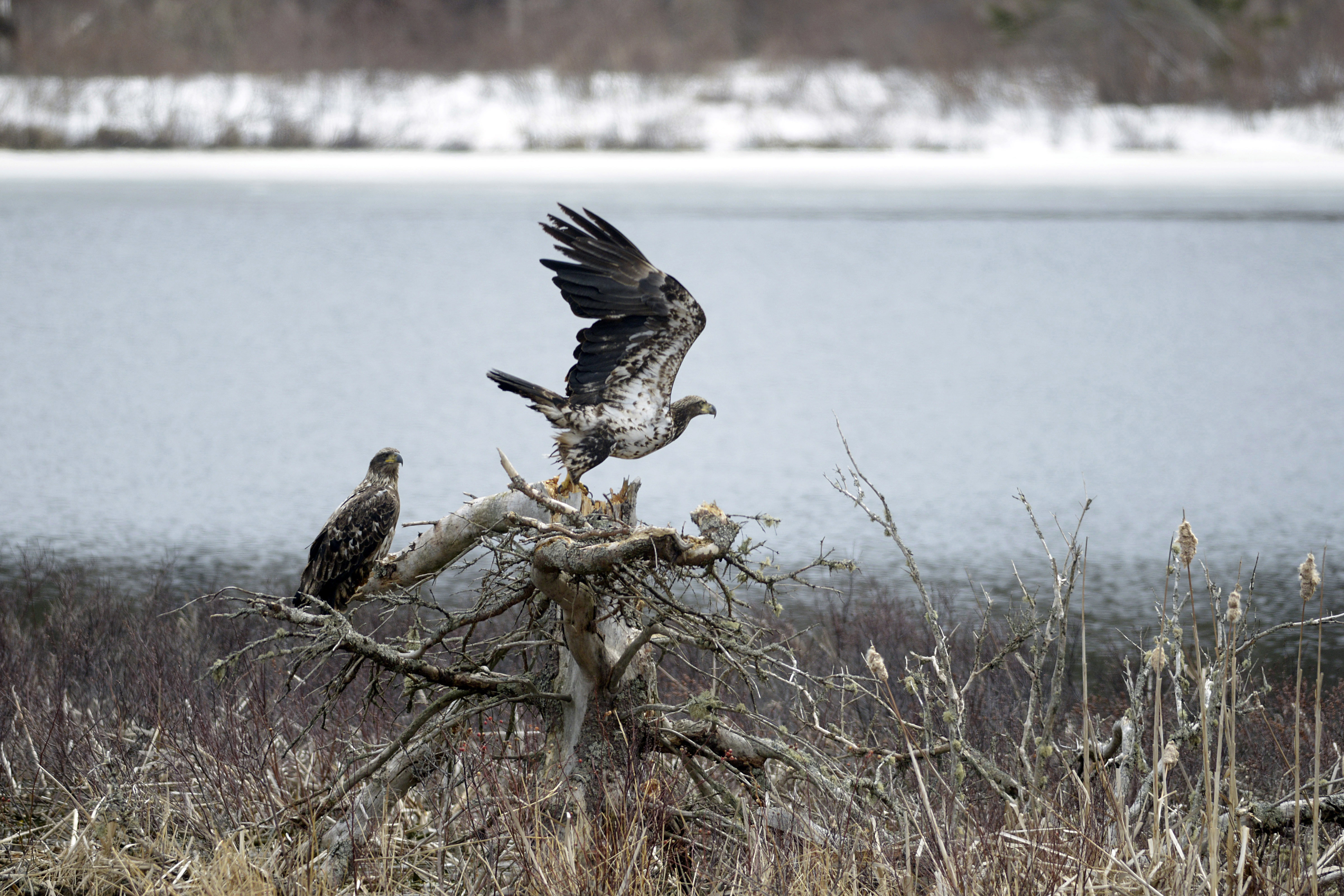 This old stump near Dalvay in the P.E.I. National Park shows the marks of eagles' talons. The talons of a mature bald eagle are five centimetres, or two inches, long and are capable of being incredibly forceful. (Brian McInnis/CBC)