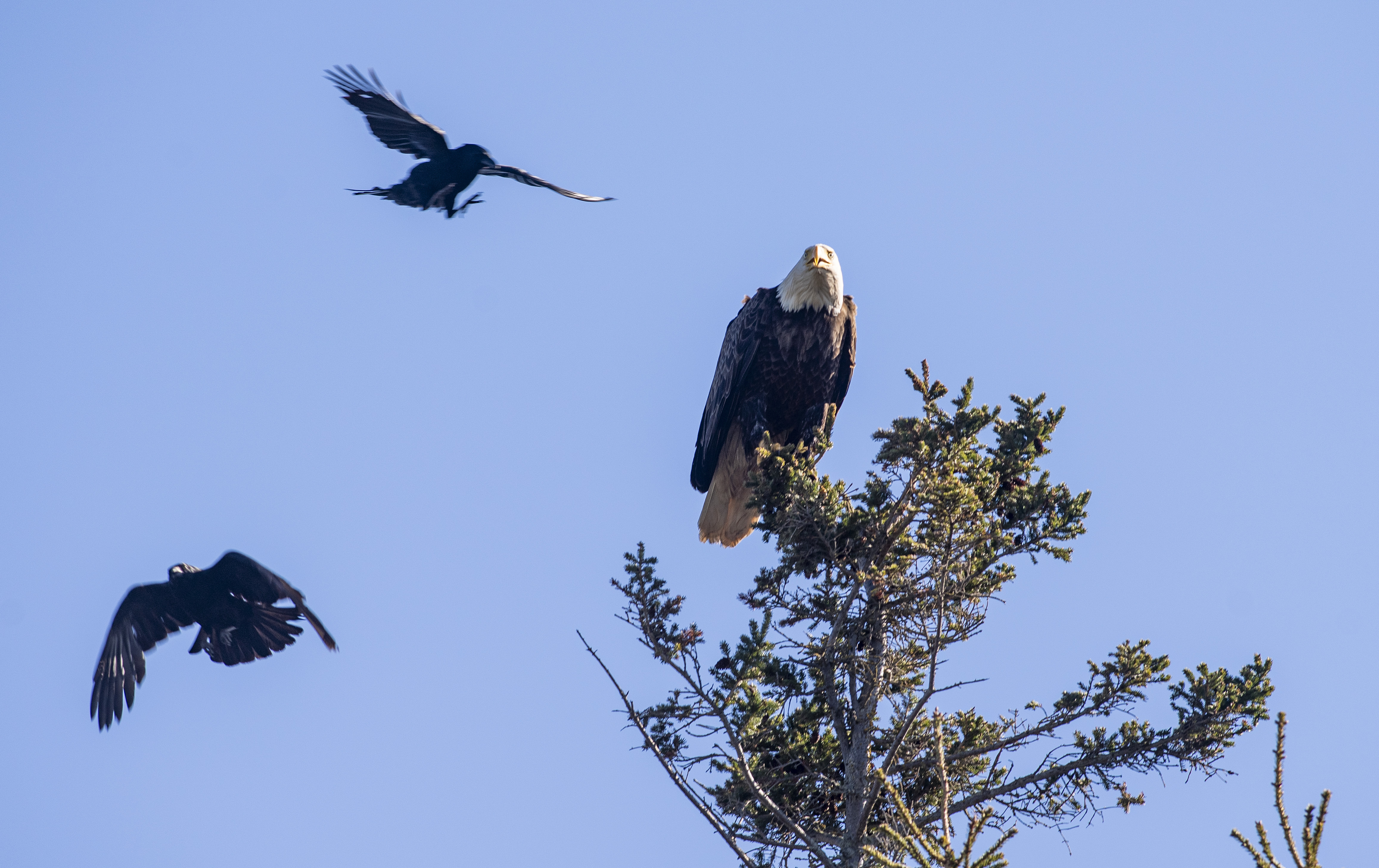 Crows can be fearless when eagles are around. The black birds will chase and harass bald eagles (or any bird of prey) if it enters the crow's territory in a effort to protect their nesting area. Crows also have no qualms about stealing an eagle's lunch if the opportunity presents itself. (Brian McInnis/CBC)