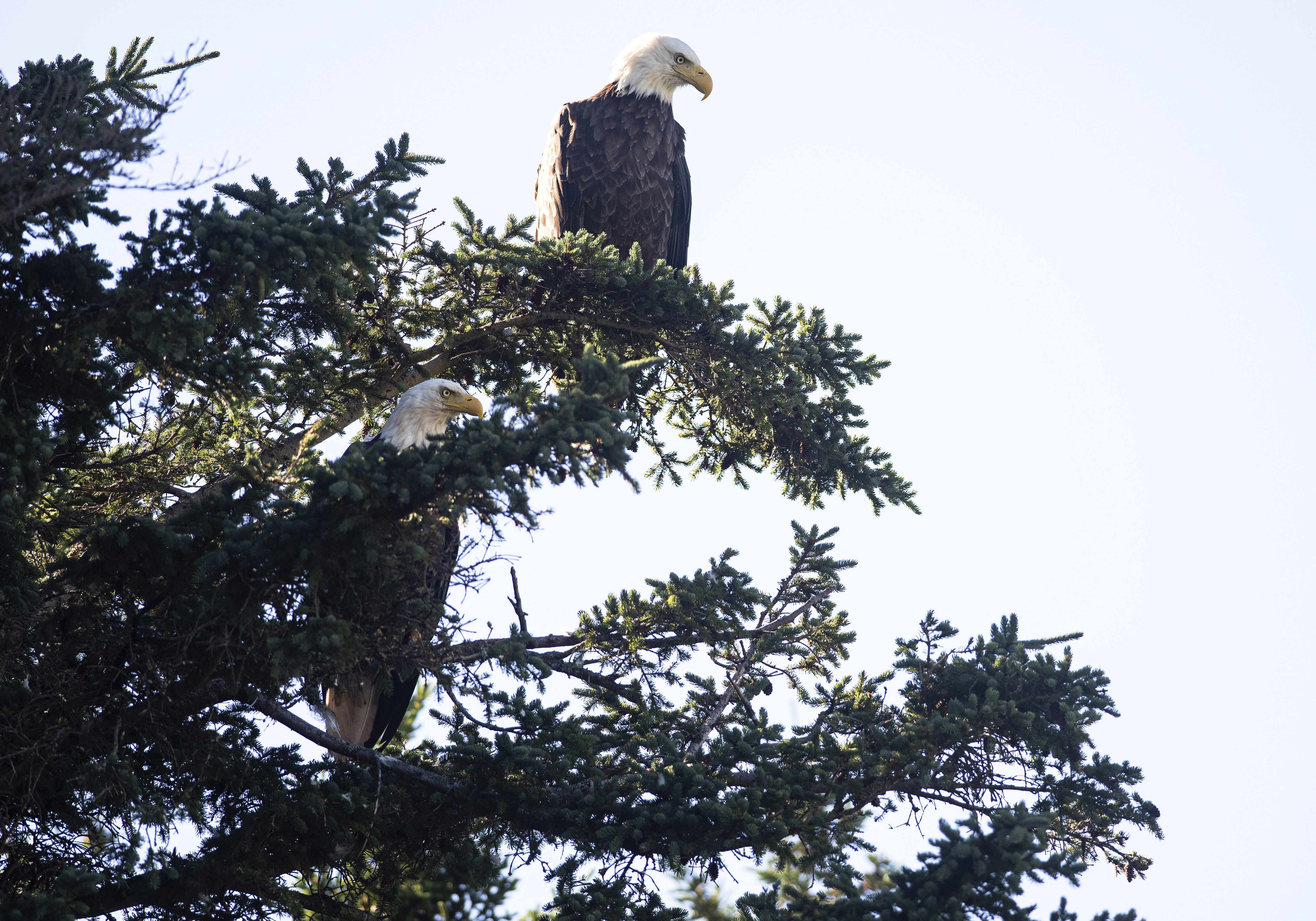 A pair surveys surroundings that included North Rustico, Rustico Harbour and a lot of the North Shore. An eagle's home range would be a few square kilometres, but the birds would use an area larger than that and that is what they would defend from other eagles. (Brian McInnis/CBC)