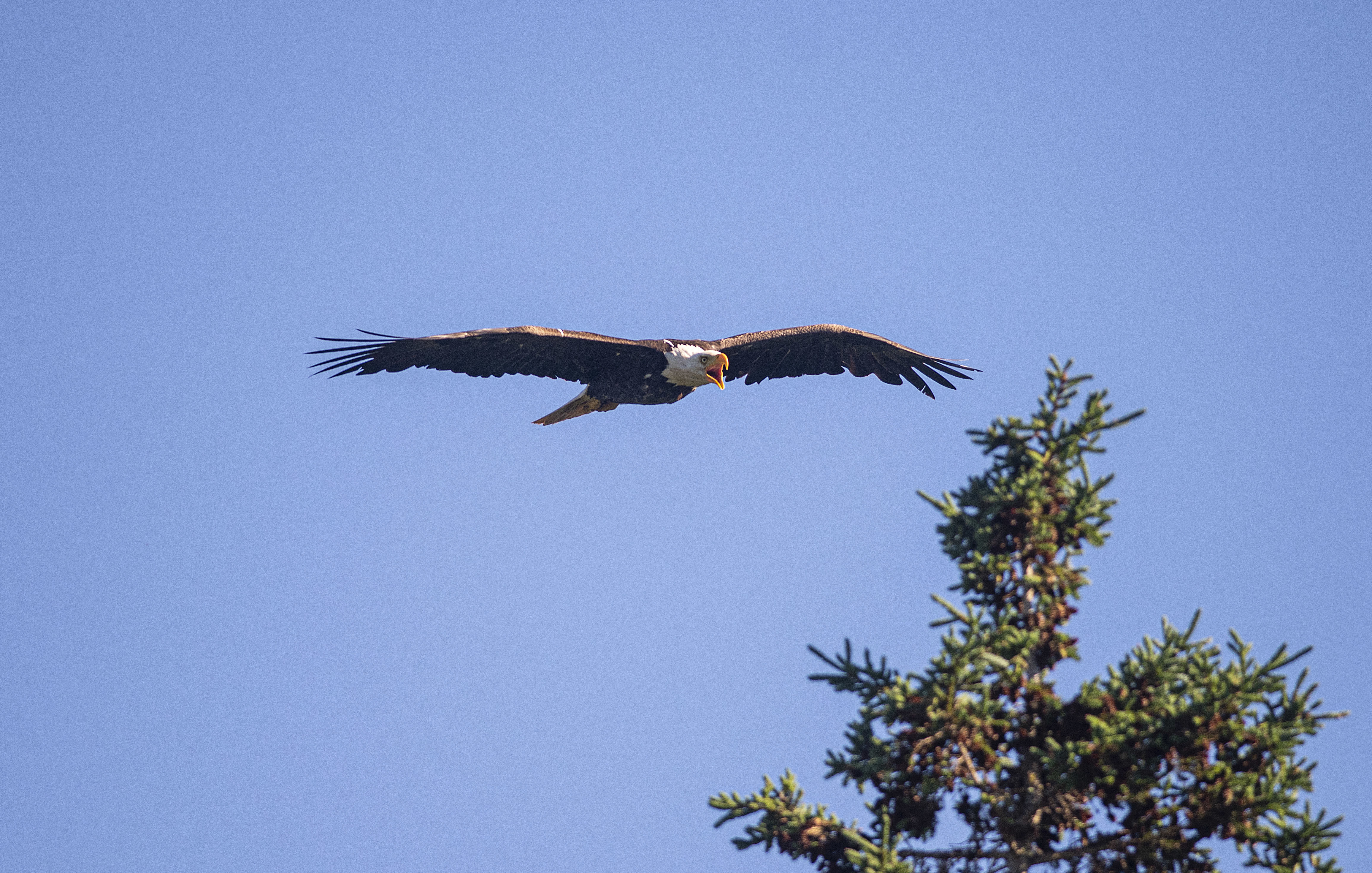 The photographer is annoying this eagle, although there were no young in the nest. (Brian McInnis/CBC)